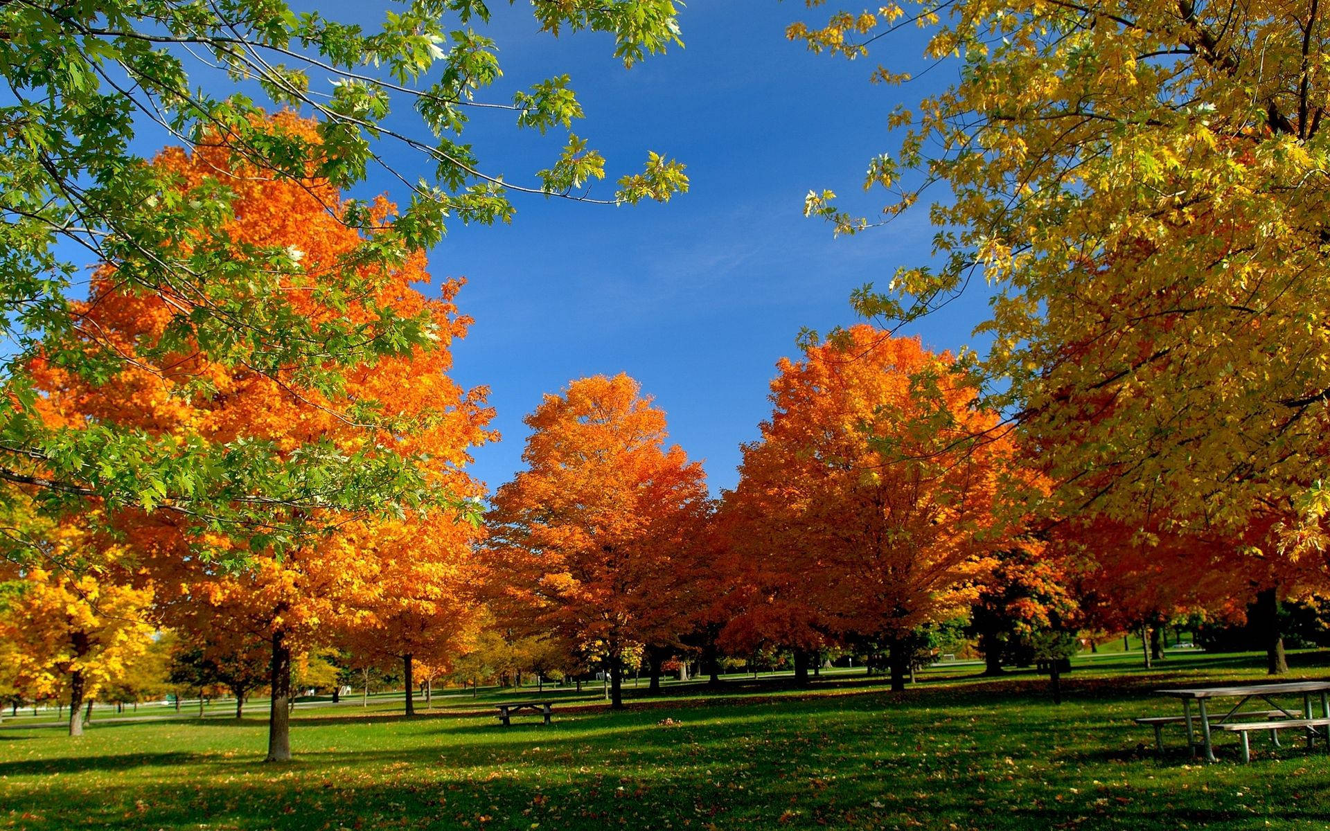 Park 桌布 壁紙 — 充滿活力的秋樹，帶有火紅的橙色和金色葉子，在晴朗的藍天下，矗立在陽光明媚的公園中。