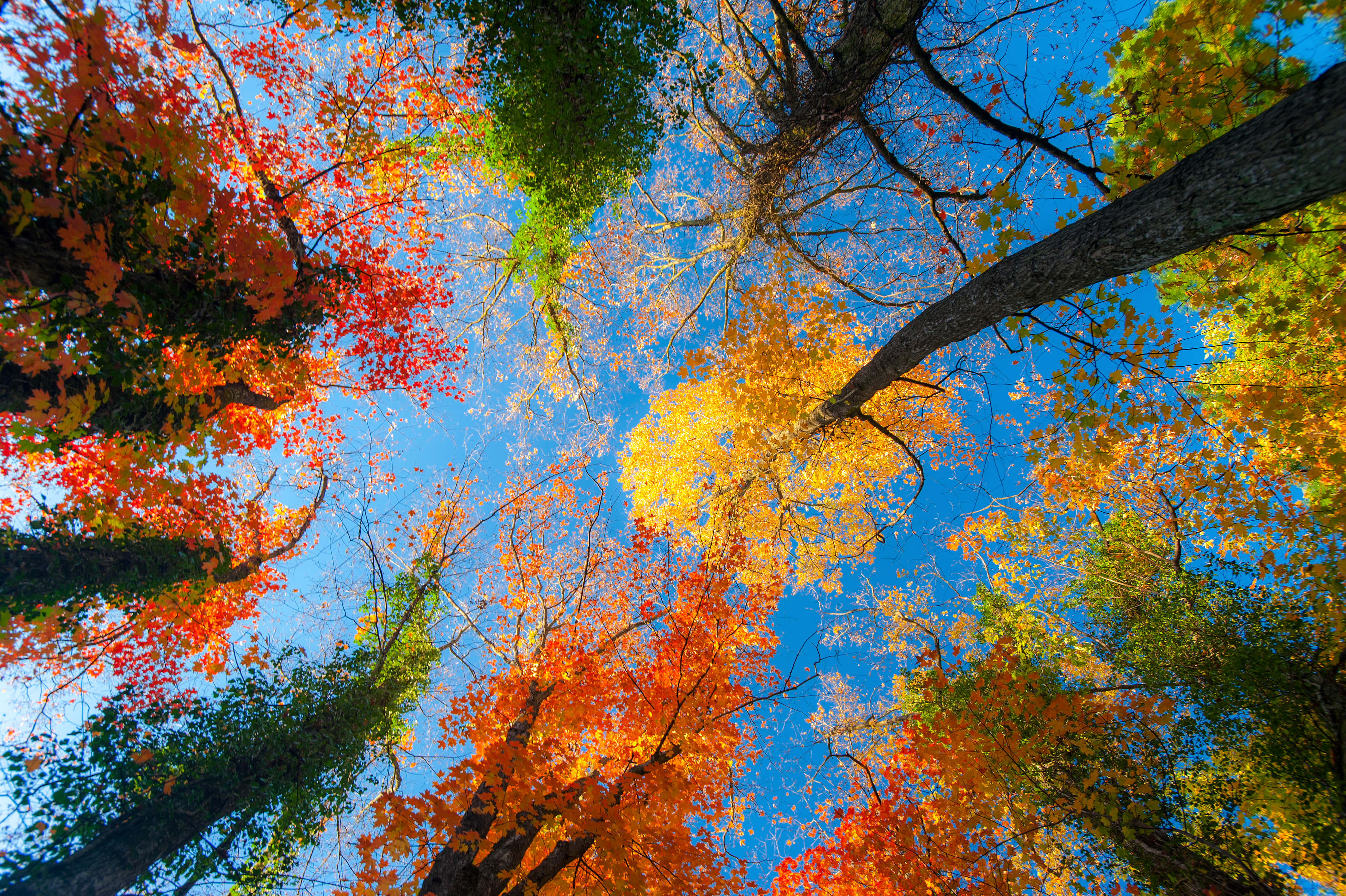 Fall Scenes 桌布 壁紙 — 充滿活力的秋樹，火紅、橙黃和金色的葉子在清澈的藍天下拱起。