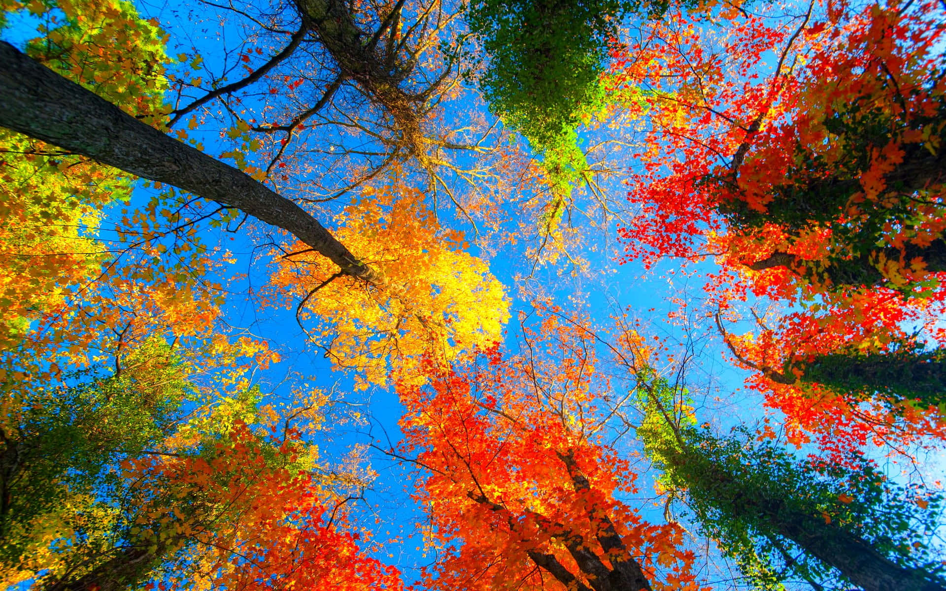 Autumn Season 桌布 壁紙 — 充滿活力的秋樹，火紅、橙黃和金黃的樹葉在燦爛的藍天下拱起。