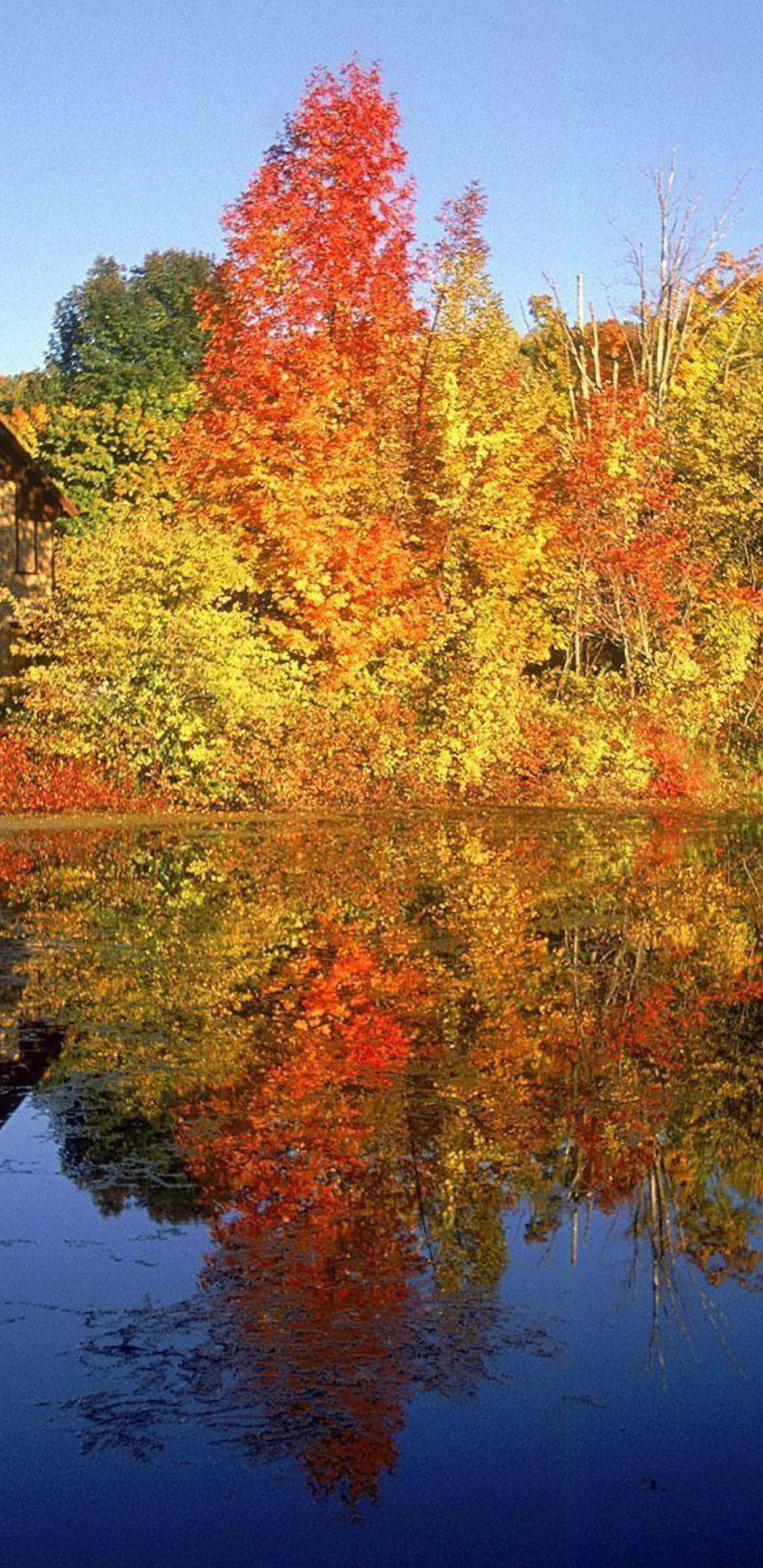 Pixel 3xl Autumn 桌布 壁紙 — 充滿活力的秋樹，火紅和金黃的樹葉在晴朗天空下完美倒映在平靜的藍色池塘中。