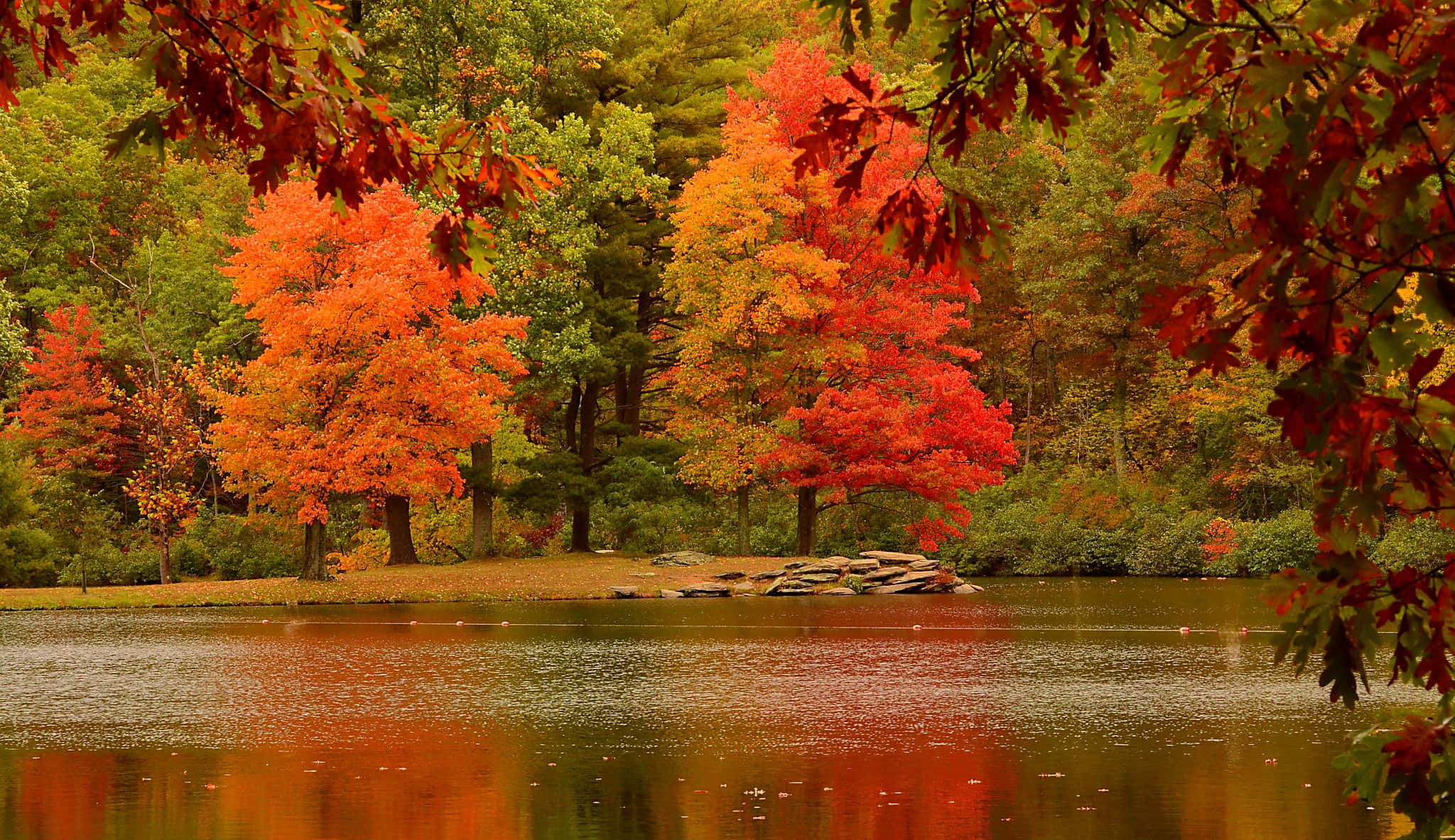 Fall Lake 桌布 壁紙 — 充滿活力的秋樹，火紅橙色的葉子框住一個平靜的湖泊，倒映出它們色彩繽紛的樹冠。