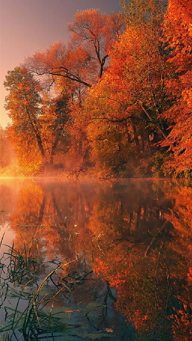 Cool Fall 桌布 壁紙 — 充滿活力的秋樹，火紅的橙色樹葉映照在金色日出時霧氣瀰漫的平靜河流中。