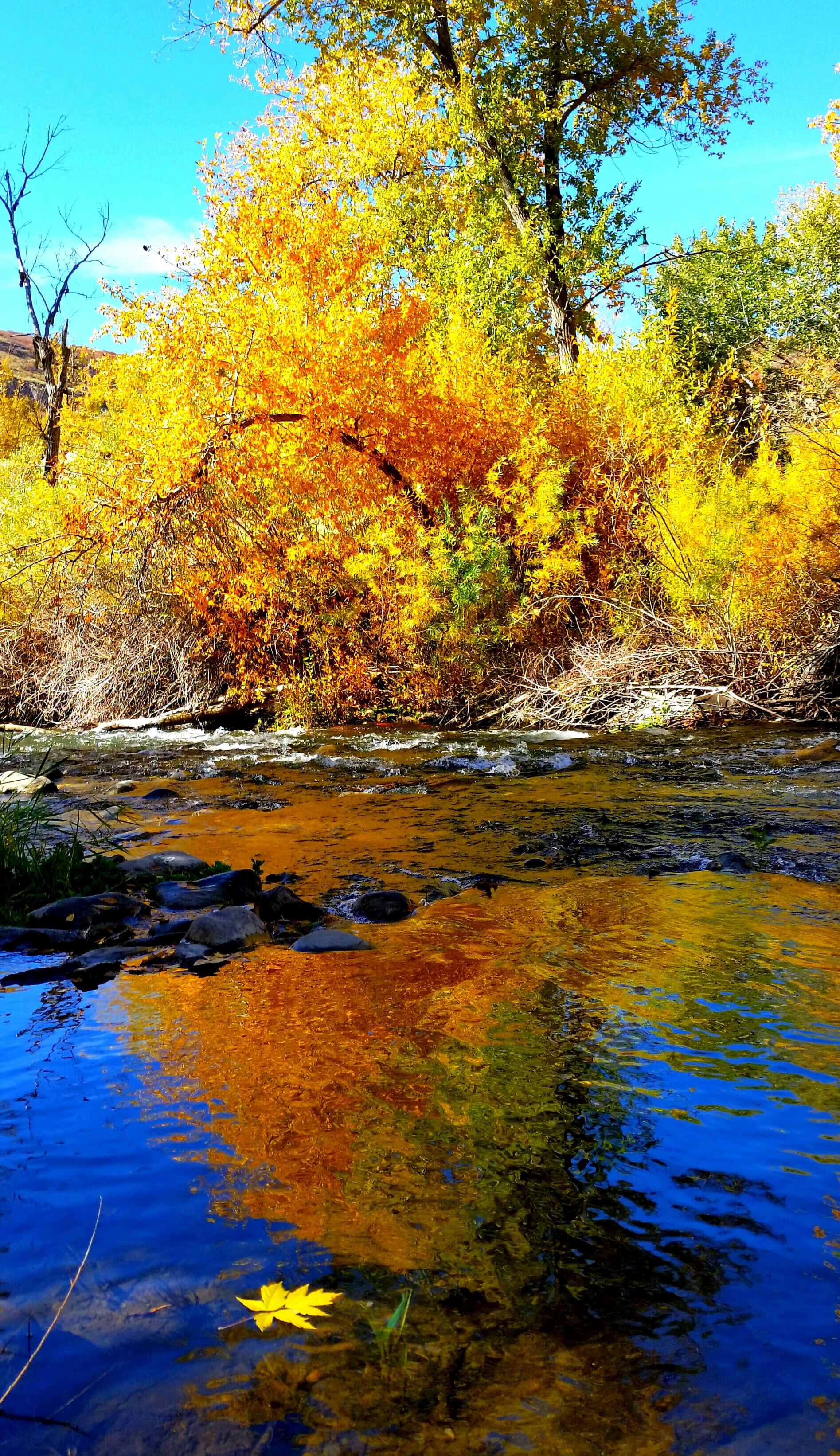 Fall Photography 桌布 壁紙 — 充滿活力的秋樹，金黃的樹葉在明亮的天空下倒映在清澈的藍色溪流中。