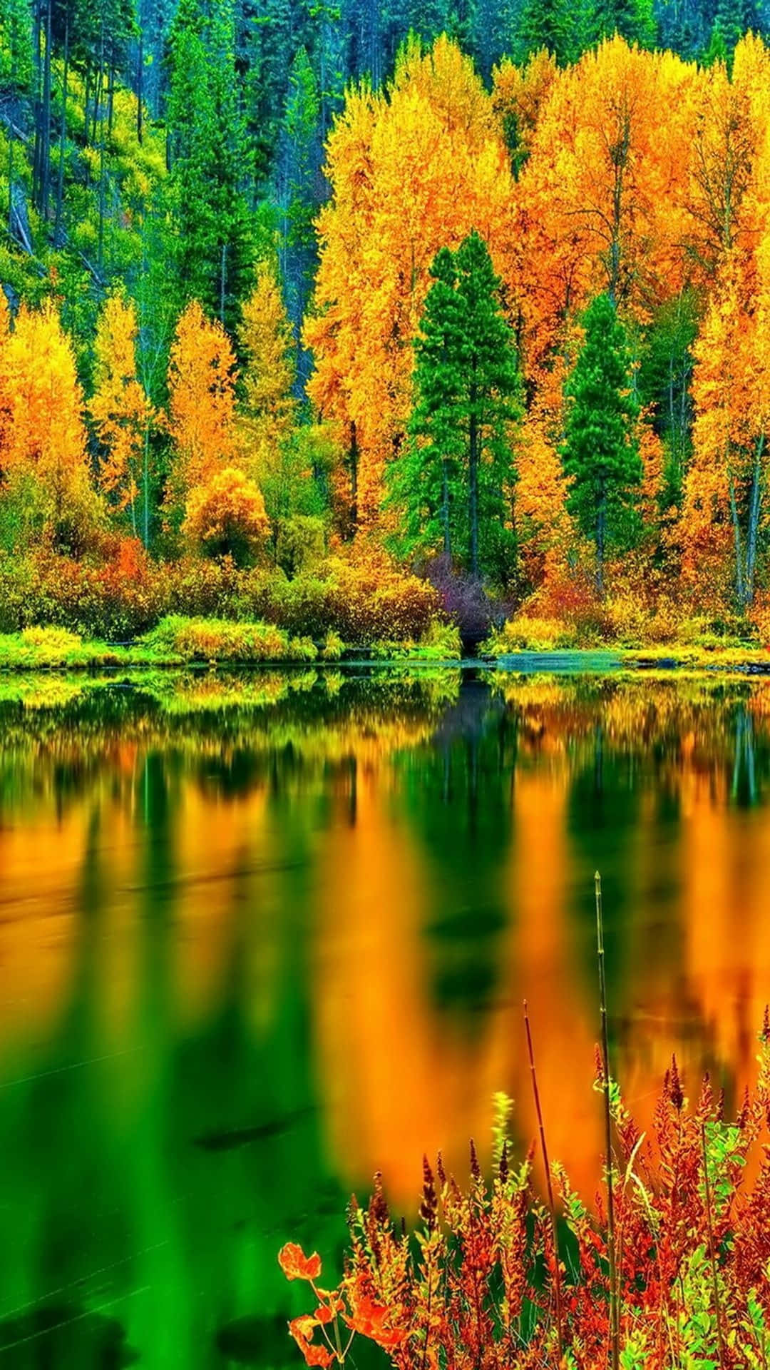 Fall Lake 桌布 壁紙 — 充滿活力的秋樹，金黃的葉子在平靜的湖面上完美倒映，周圍環繞著常青樹。