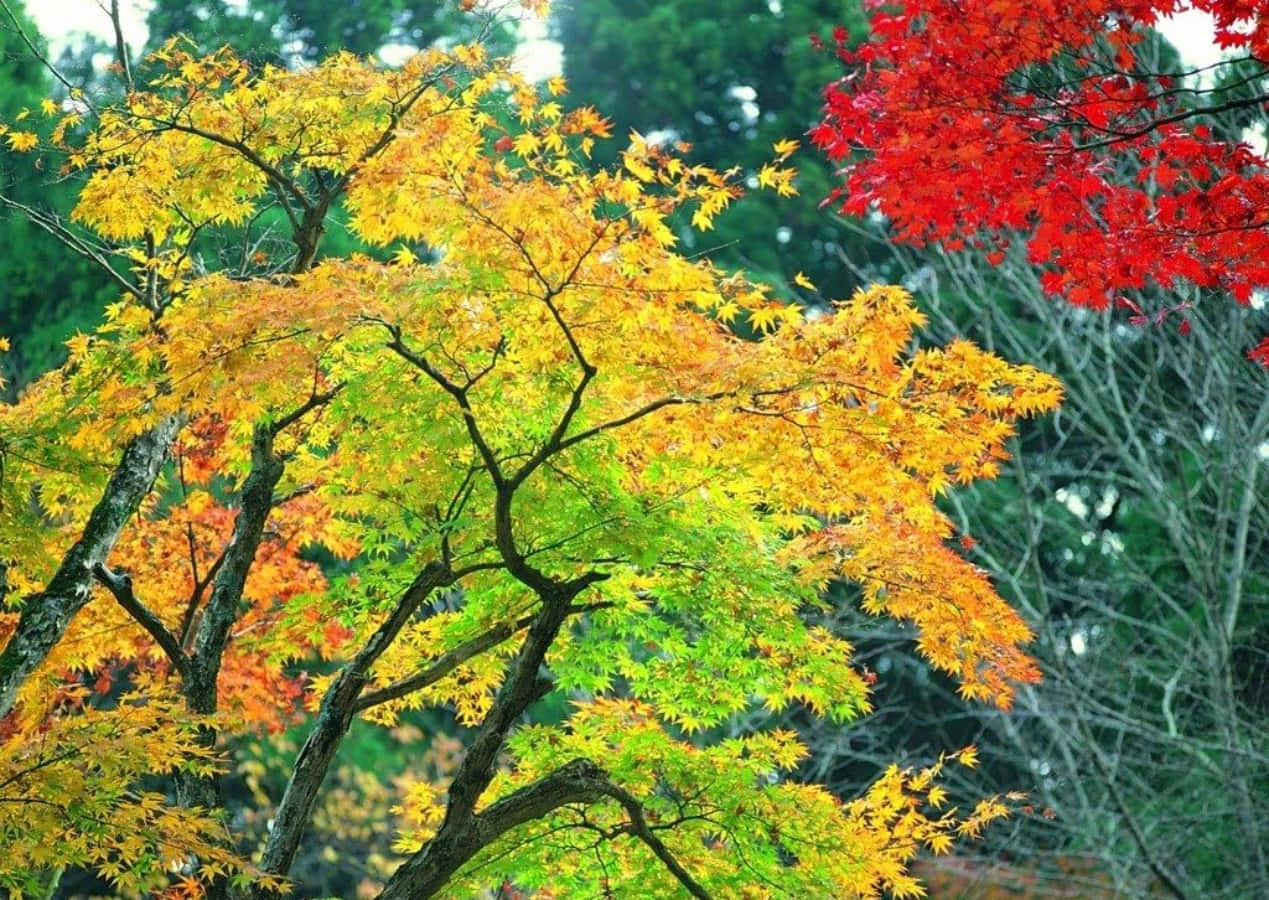 Seasonal 桌布 壁紙 — 充滿活力的秋樹，金黃色和火紅色的葉子，以綠色森林為背景。