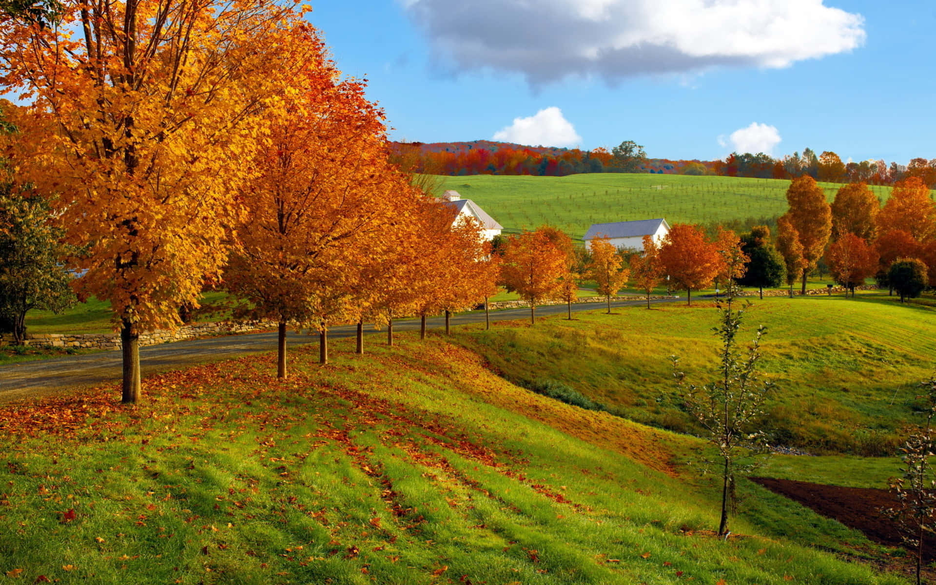 Fall Farmhouse 桌布 壁紙 — 充滿活力的秋樹，金黃色的葉子沿著蜿蜒的道路排列，穿過起伏的綠色山丘，在明亮的藍天下有蓬鬆的雲朵。