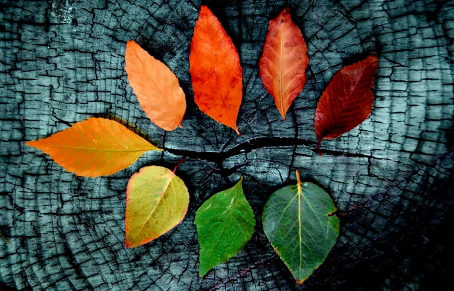 秋季 桌布 壁紙 — 充滿活力的秋葉，以橙色、紅色和綠色排列在深色有紋理的樹樁上。
