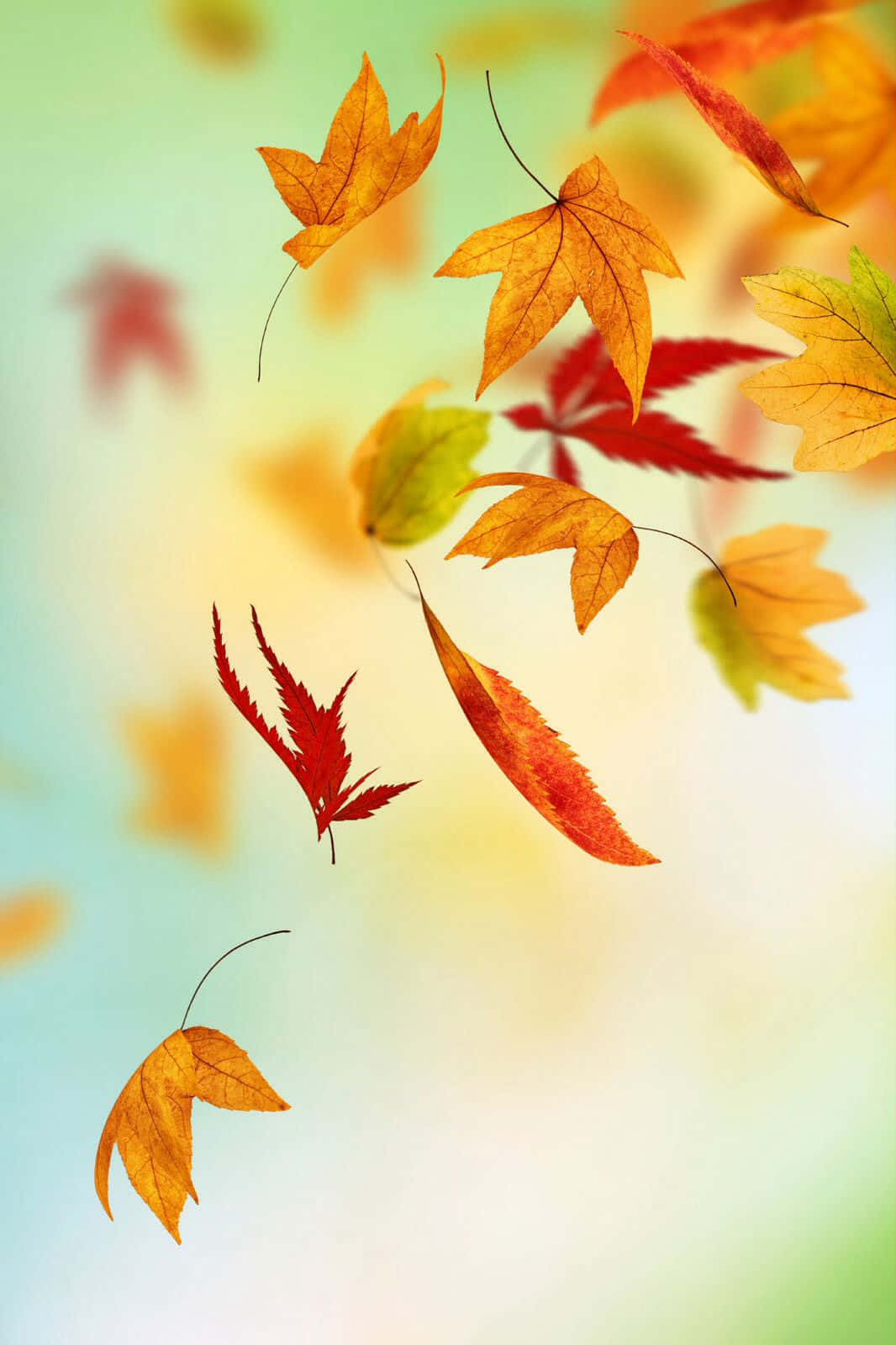 桌布 壁紙 — 充滿活力的秋葉，呈現橙色、紅色和黃色色調，在柔和的漸變天空背景下優雅飄動。