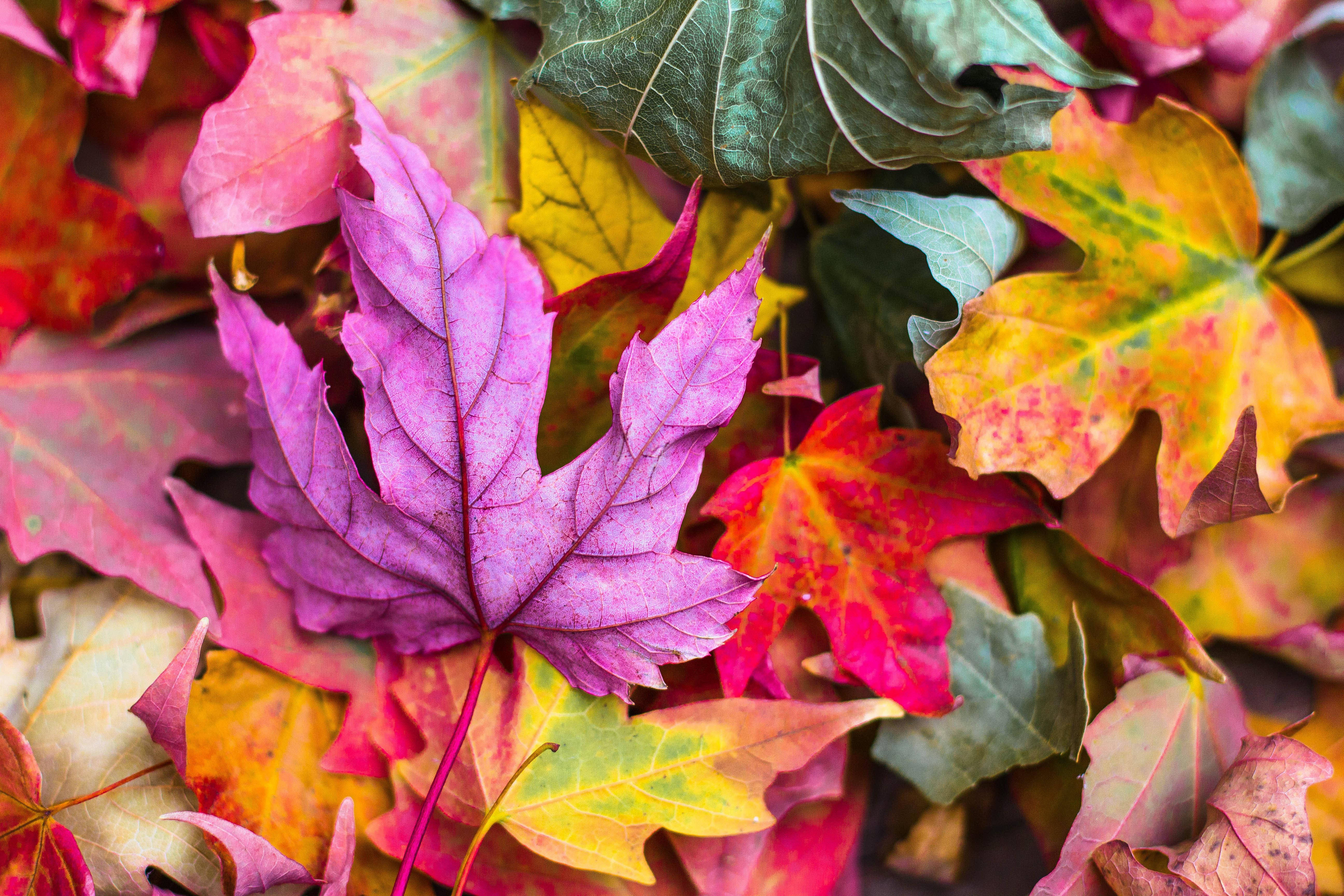Fall Aesthetic 桌布 壁紙 — 充滿活力的秋葉，呈現粉紅色、黃色和綠色，形成豐富的紋理地毯。