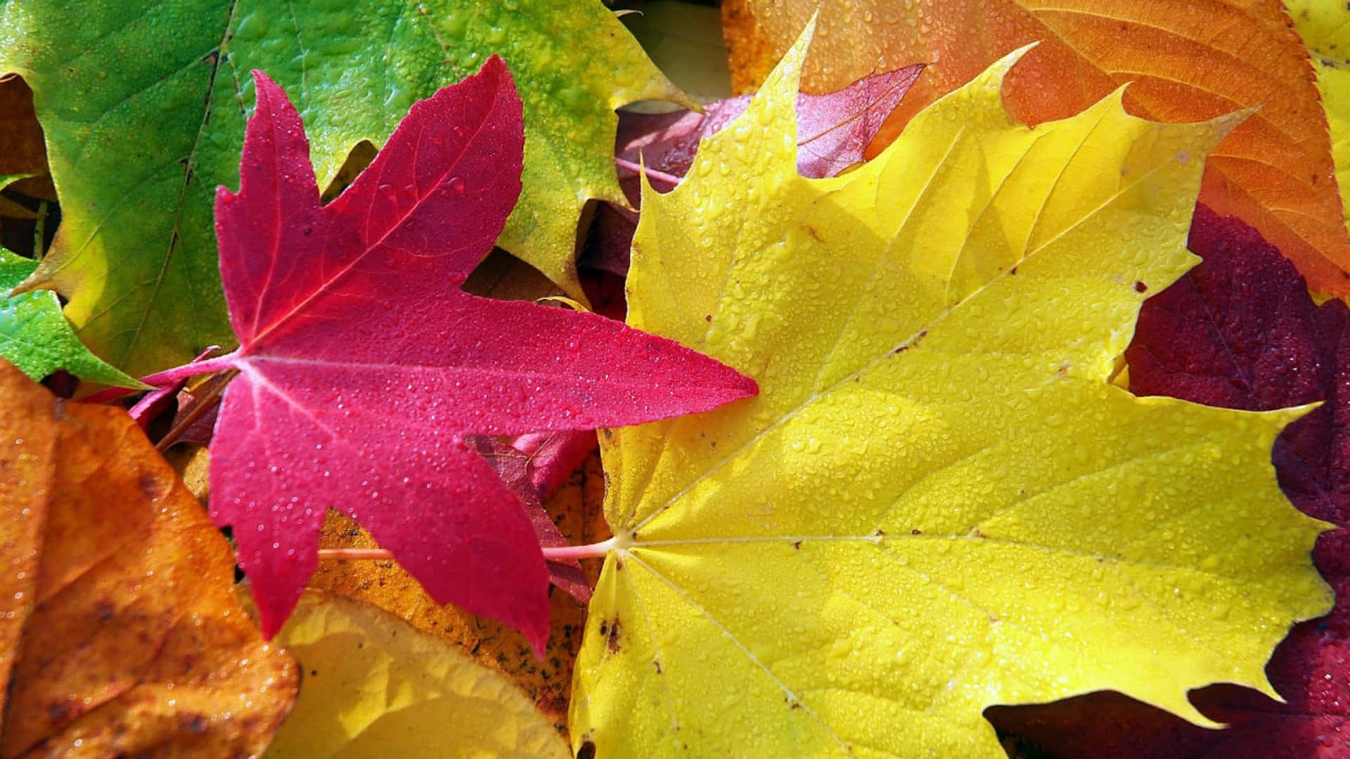 Autumn Foliage 桌布 壁紙 — 充滿活力的秋葉，呈現紅、黃、綠色，露珠在明亮的陽光下閃閃發光。