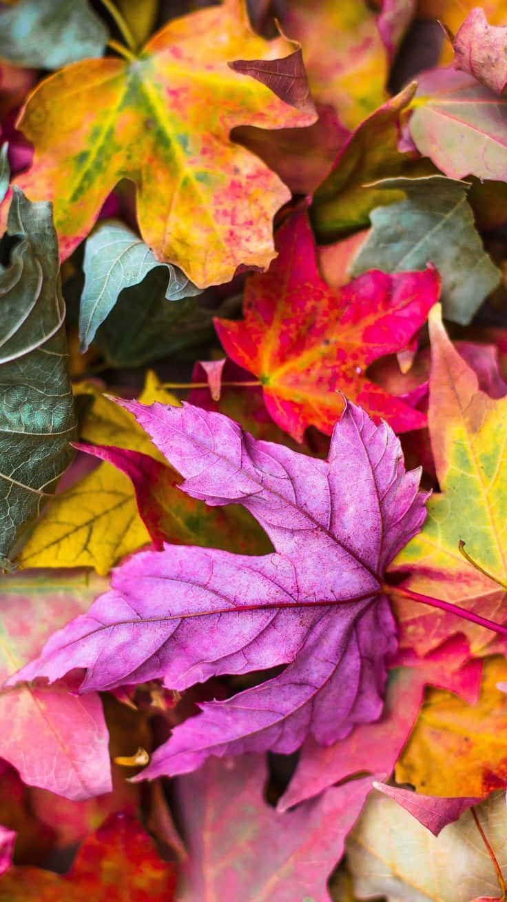 Autumn Leaf 桌布 壁紙 — 充滿活力的秋葉，呈現紫色、黃色和紅色色調，營造出落葉的豐富紋理特寫。