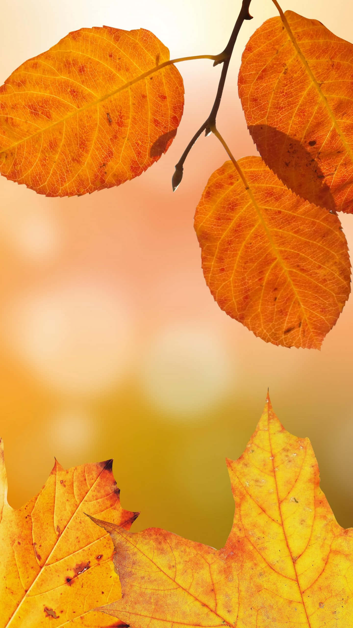 Fall Leaves iPhone 桌布 壁紙 — 充滿活力的秋葉以豐富的橙色和黃色色調懸掛在柔和模糊的金色背景上。