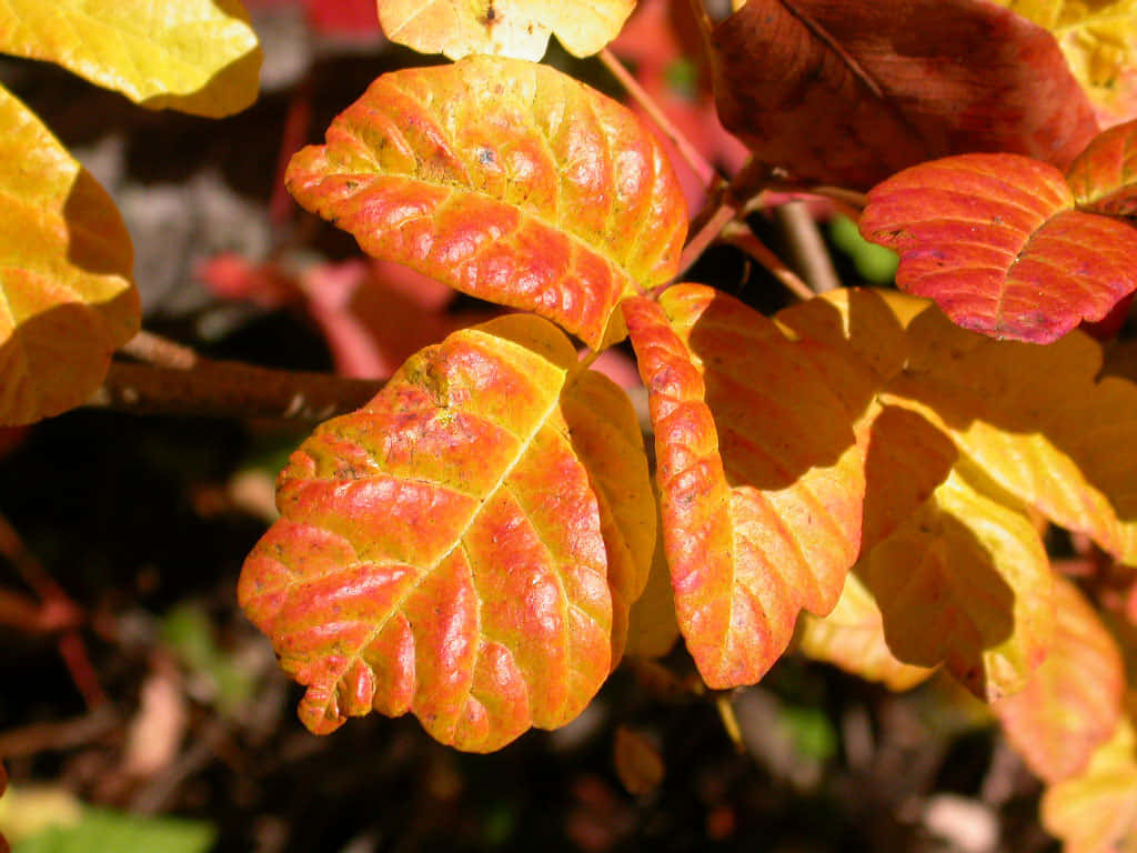 Autumn Leaves 桌布 壁紙 — 充滿活力的秋葉在溫暖陽光下閃耀的特寫，帶有豐富的紅色、黃色和橙色。