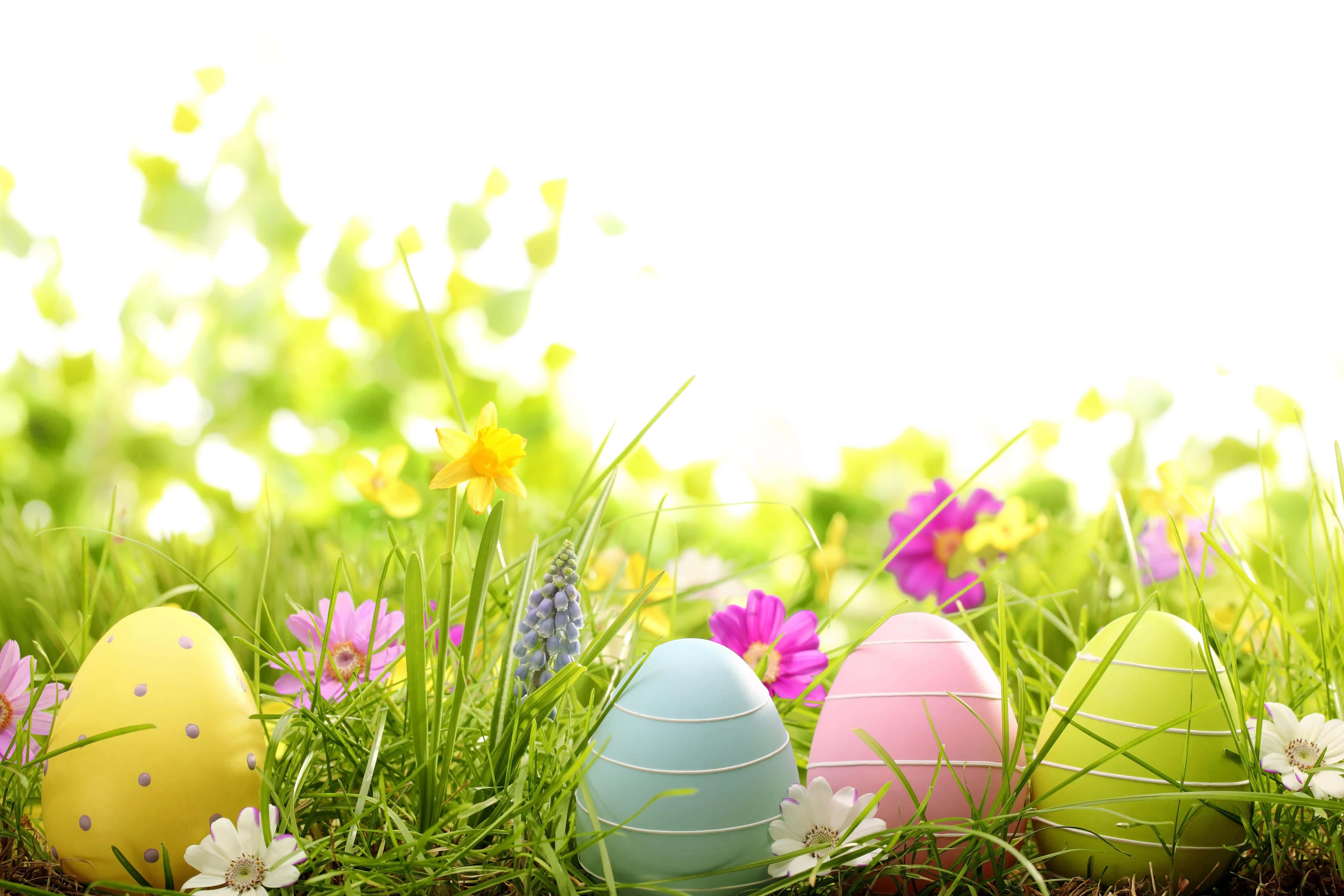 Pastel Easter 桌布 壁紙 — 充滿活力的粉彩復活蛋，依偎在陽光照耀的草地上，旁邊盛開著水仙花和粉紅花朵。