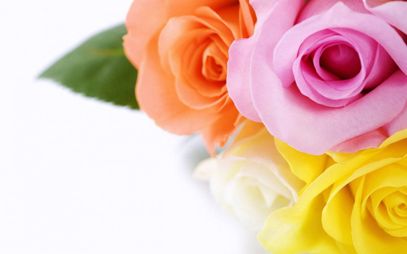 Roses 桌布 壁紙 — 充滿活力的粉紅、橙、黃、白玫瑰花束，配上一片綠葉，襯托在純白背景上。
