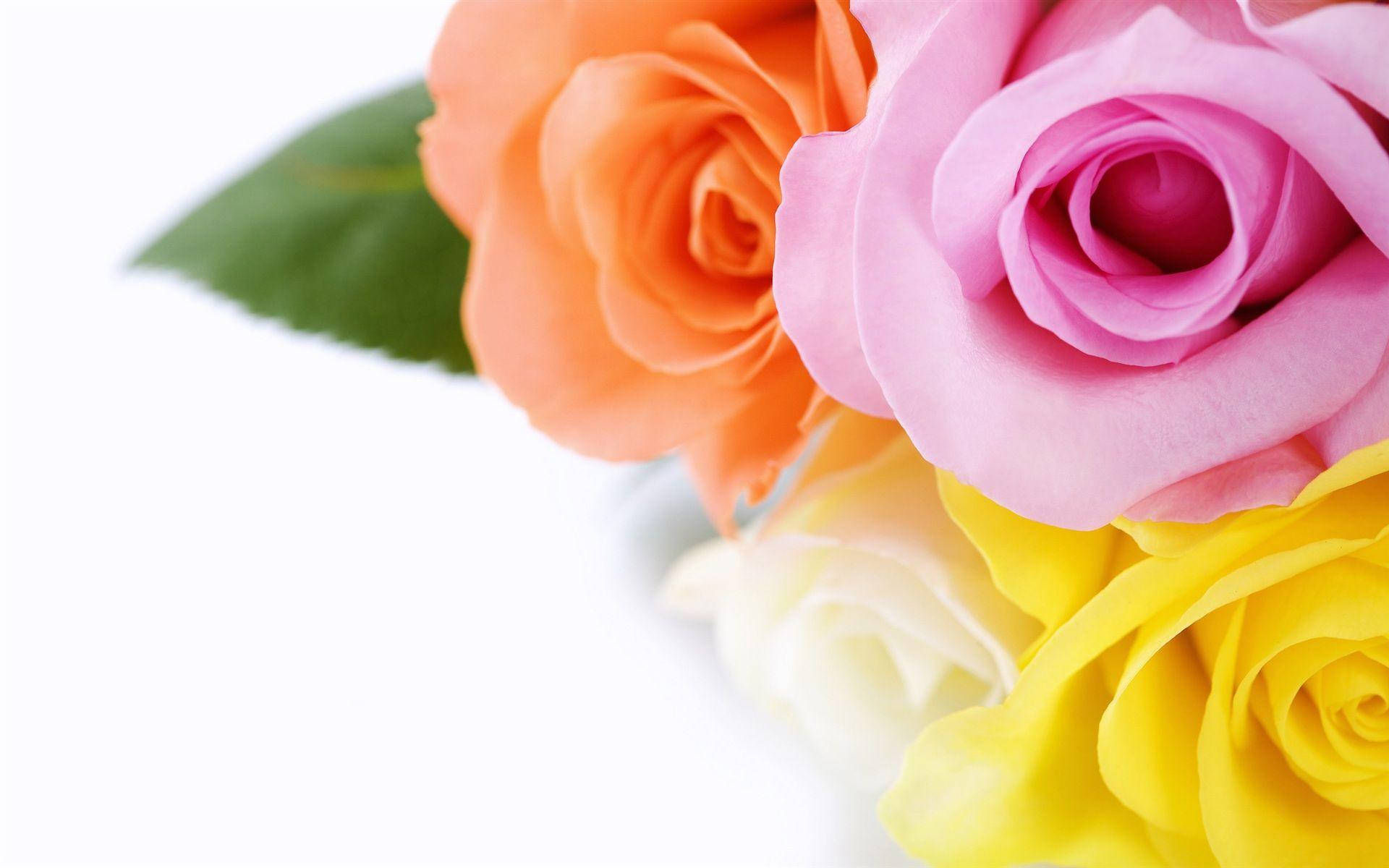 beautiful rose HD 桌布 壁紙 — 充滿活力的粉紅、橙、黃、白色玫瑰花束，配上一片綠葉，背景為純白。