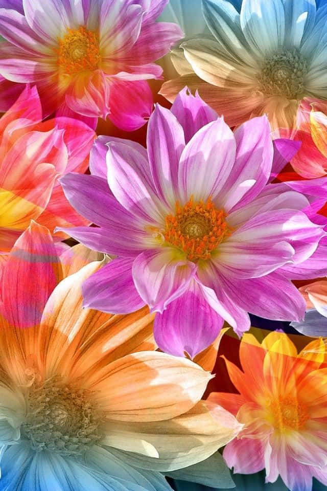 iPhone Flower 桌布 壁紙 — 充滿活力的粉紅、橙和藍色調大麗花在色彩繽紛的特寫構圖中盛開。