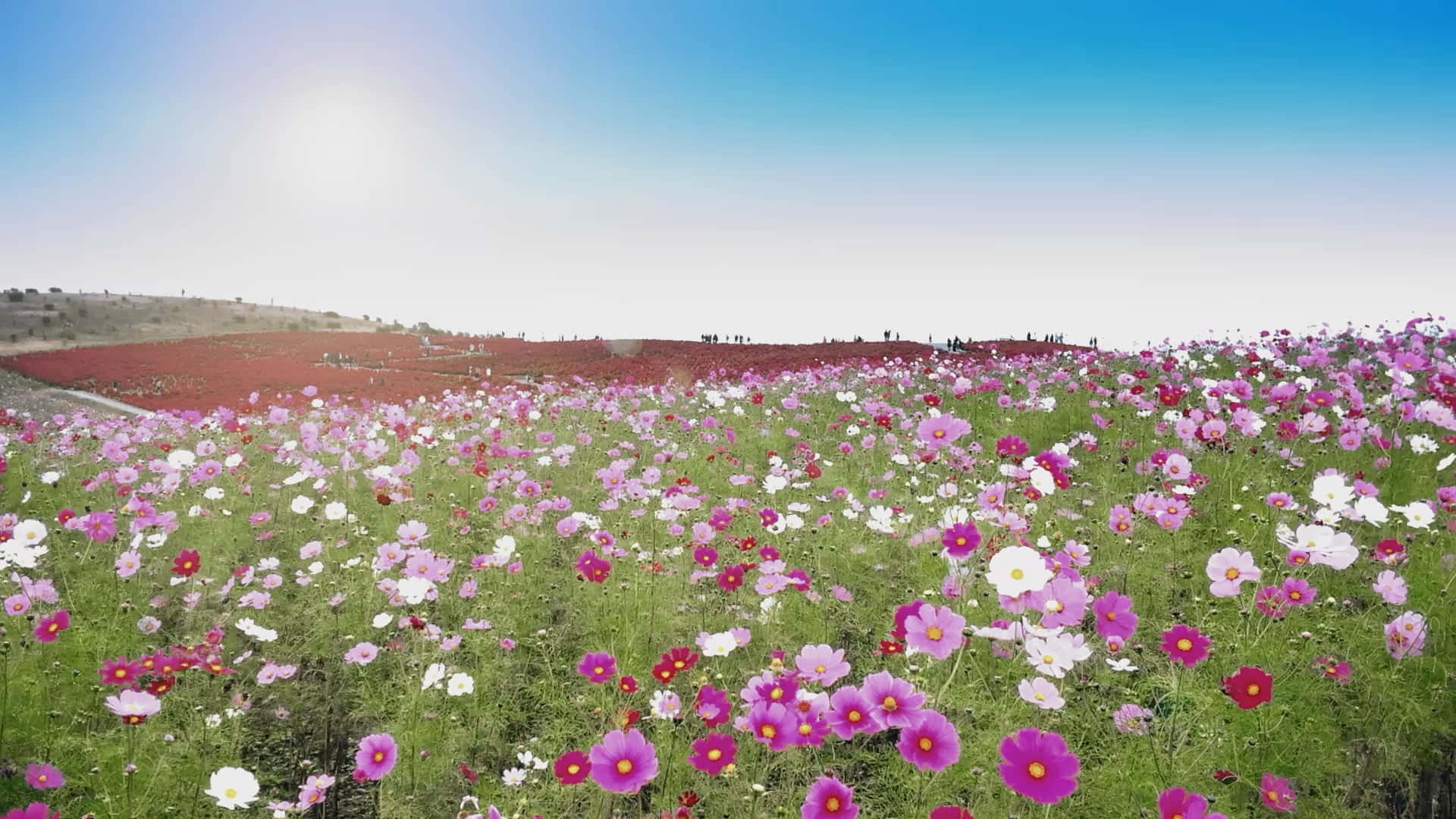 花 桌布 壁紙 — 充滿活力的粉紅、白色和紅色波斯菊田野，在明亮的陽光下搖曳，遠處有山丘和小人物享受草地。