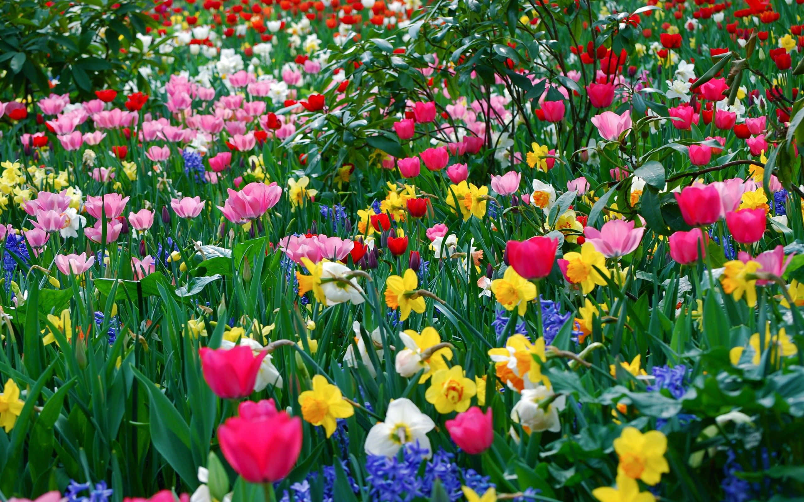 Spring Meadow 桌布 壁紙 — 充滿活力的粉紅色、紅色、黃色和白色鬱金香、水仙花和風信子，在茂密的綠草中密集盛開的田野。
