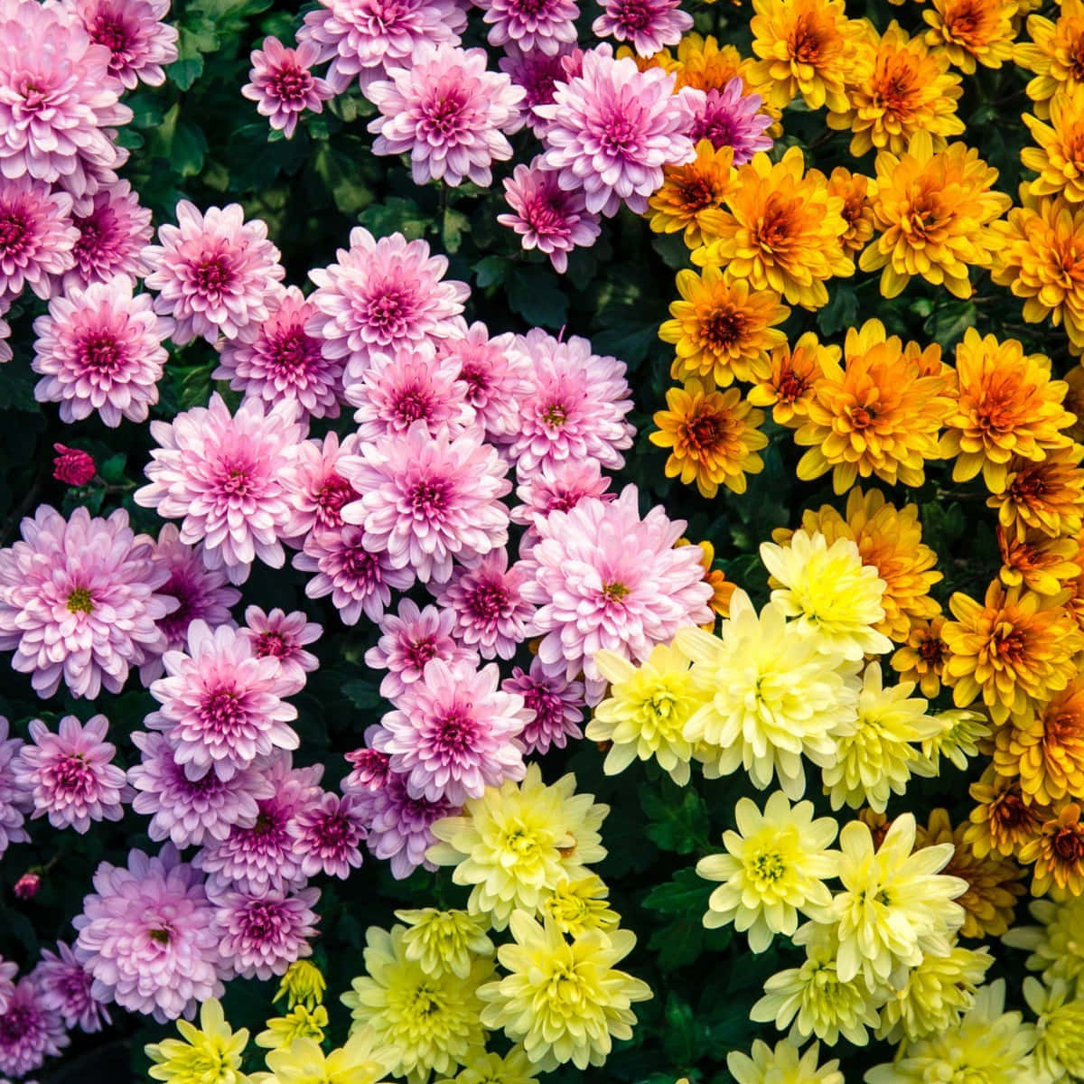 菊花 桌布 壁紙 — 充滿活力的粉紅色、黃色和橙色菊花田，在深綠色葉子的襯托下密集盛開。