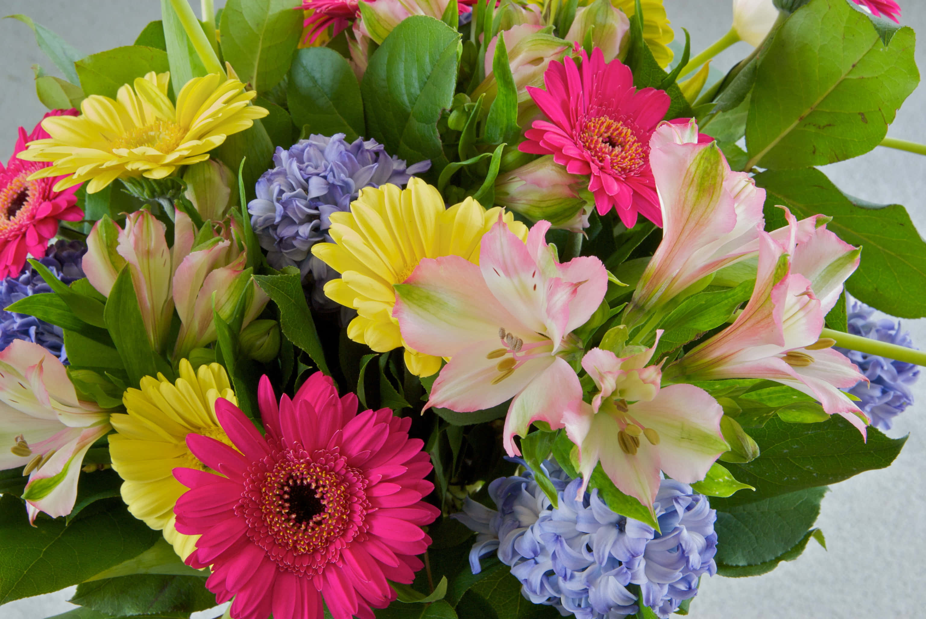 Flower Bouquet 桌布 壁紙 — 充滿活力的粉紅色、黃色和藍色花束，搭配茂盛的綠葉，在明亮的自然光下。