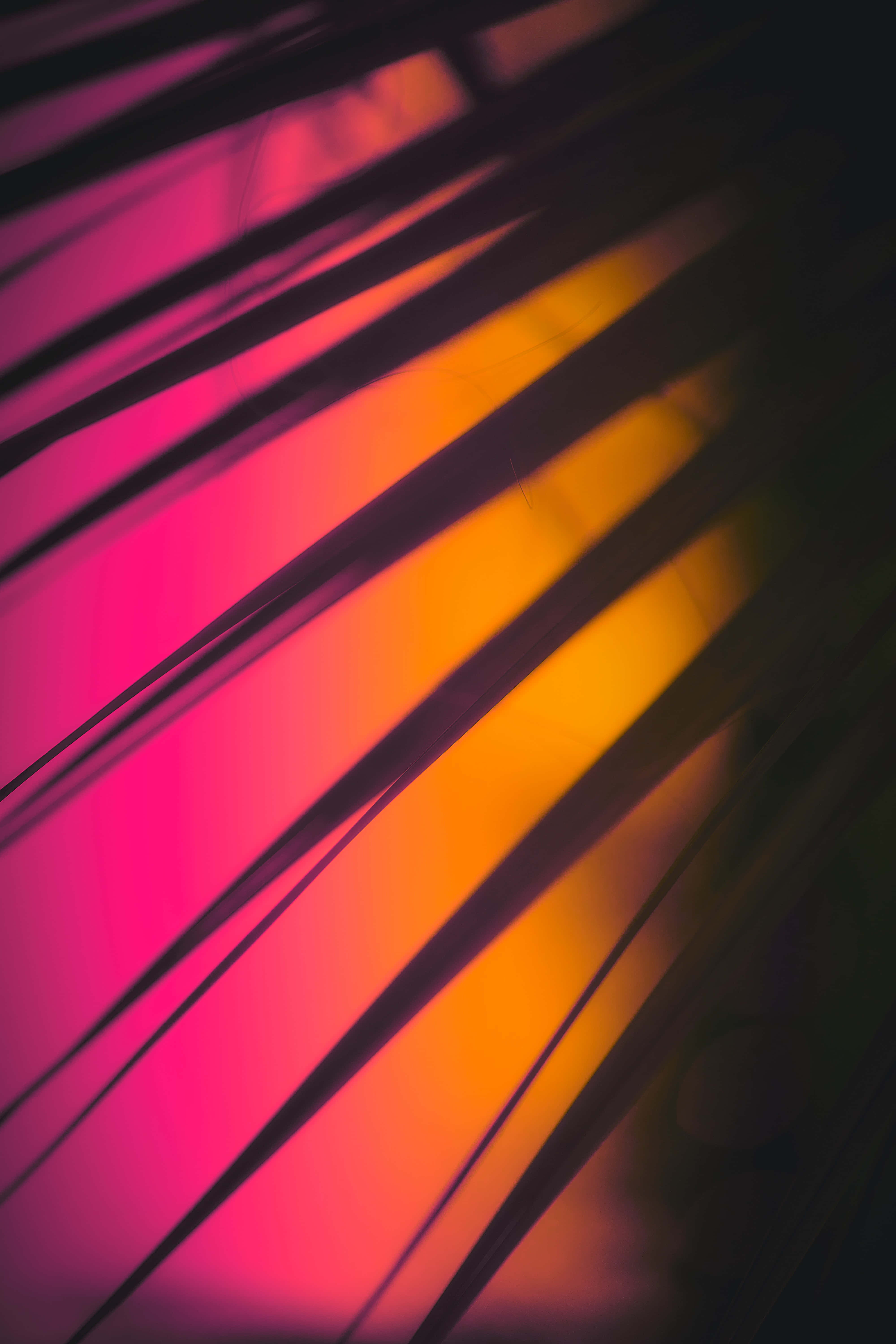 Pink And Yellow 桌布 壁紙 — 充滿活力的粉紅色和橙色光線穿過深色棕櫚葉，形成溫暖的抽象圖案。