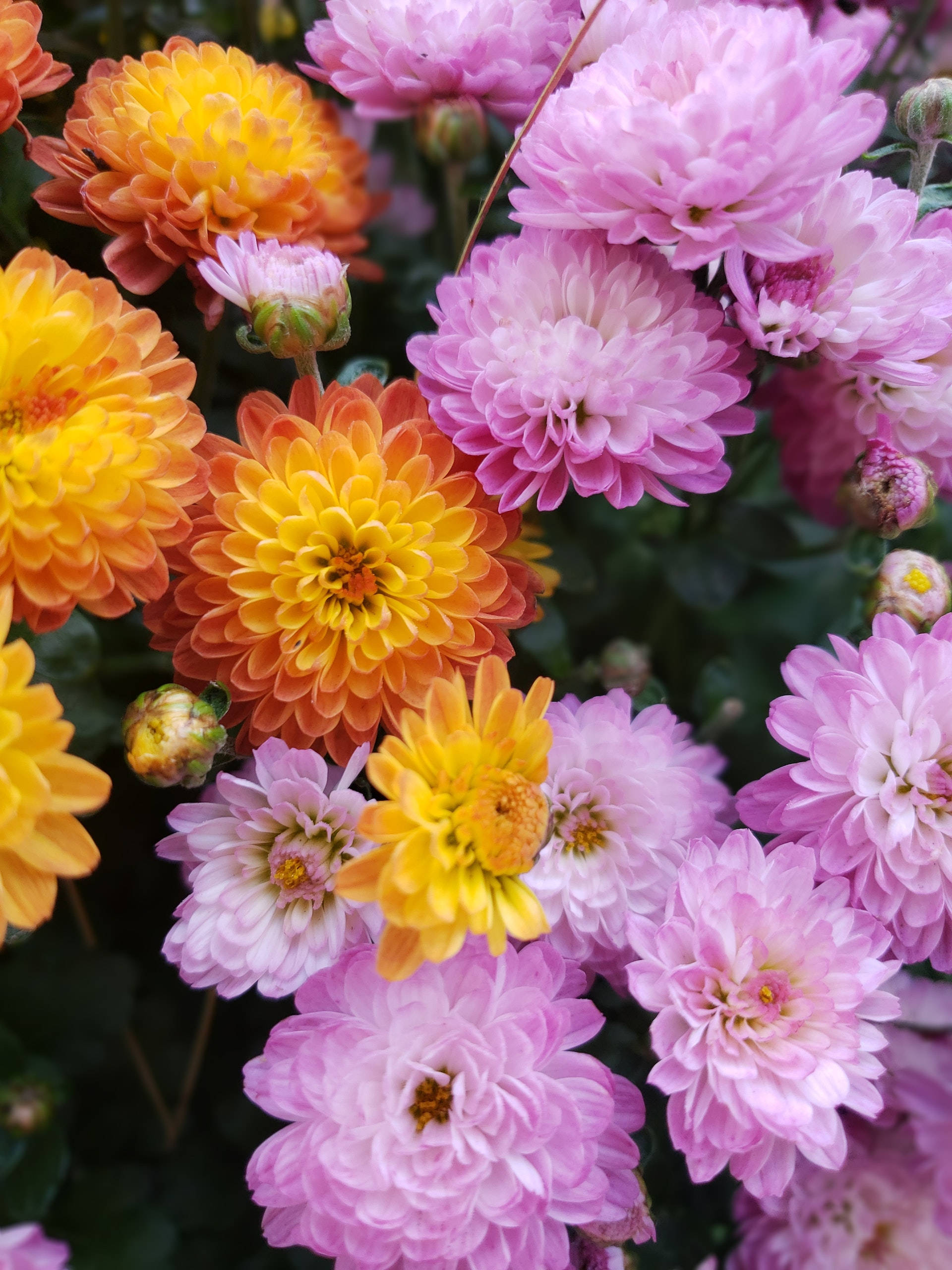 花朵 桌布 壁紙 — 充滿活力的粉紅色和橙色菊花簇盛開，伴隨著茂密的綠色葉子。