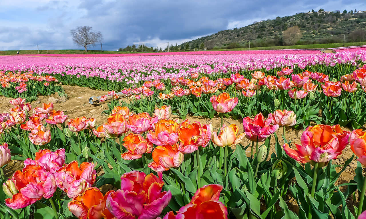 1280x768 Rose 桌布 壁紙 — 充滿活力的粉紅色和橙色鬱金香田野在陰天天空下延伸，遠處有山丘和一棵孤樹。
