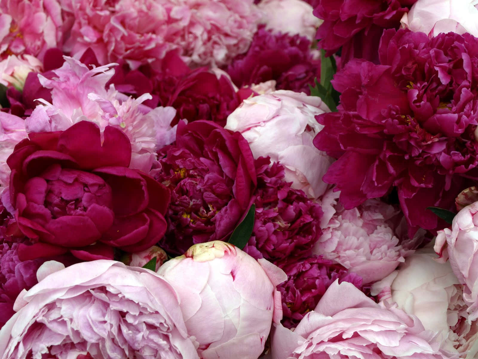 Peony 桌布 壁紙 — 充滿活力的粉紅色和洋紅色牡丹的茂密特寫，帶有精緻的分層花瓣和綠葉。
