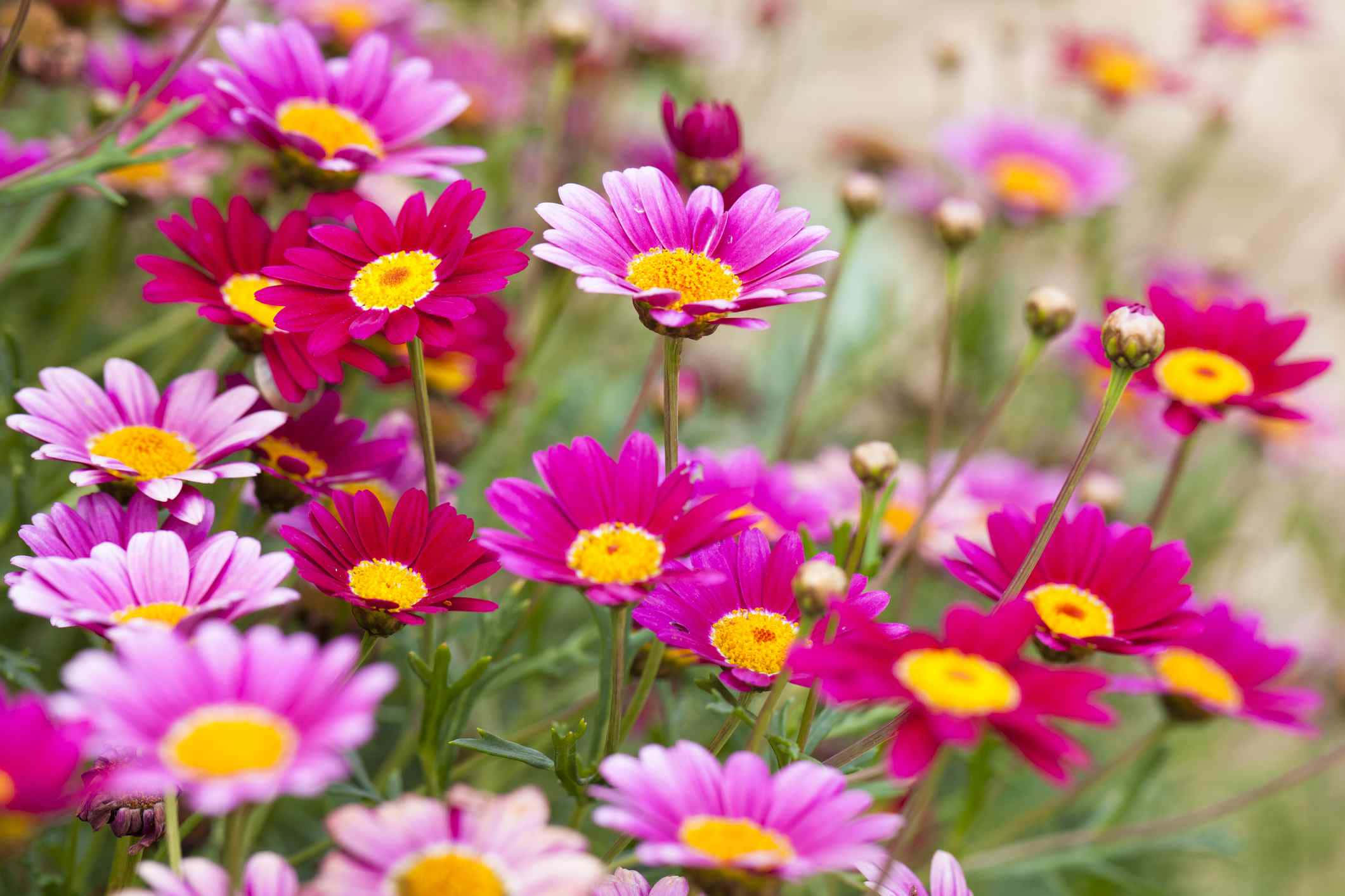 Daisy 桌布 壁紙 — 充滿活力的粉紅色和洋紅色雛菊，帶有明亮的黃色中心，在陽光明媚的花園中密集綻放。