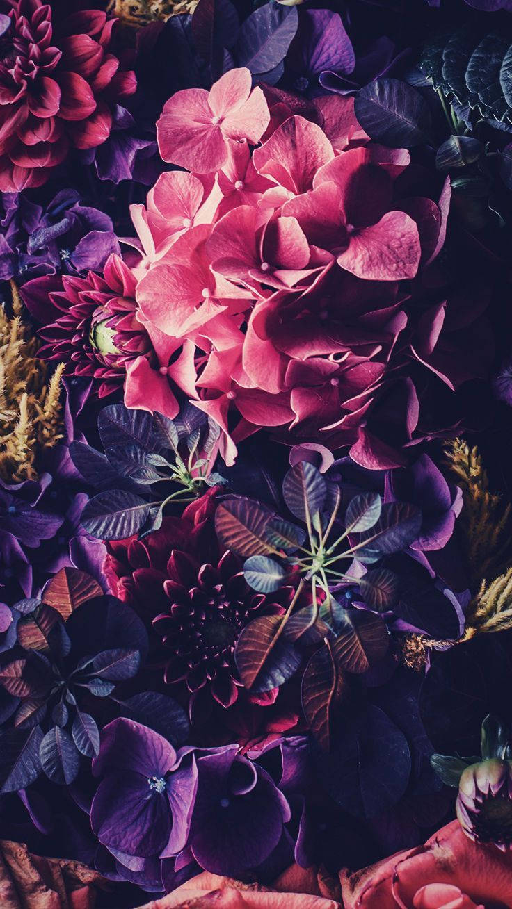 Rose Flower 桌布 壁紙 — 充滿活力的粉紅色和深紫色繡球花和葉子營造出豐富飽和色調的茂密質感花卉構圖。