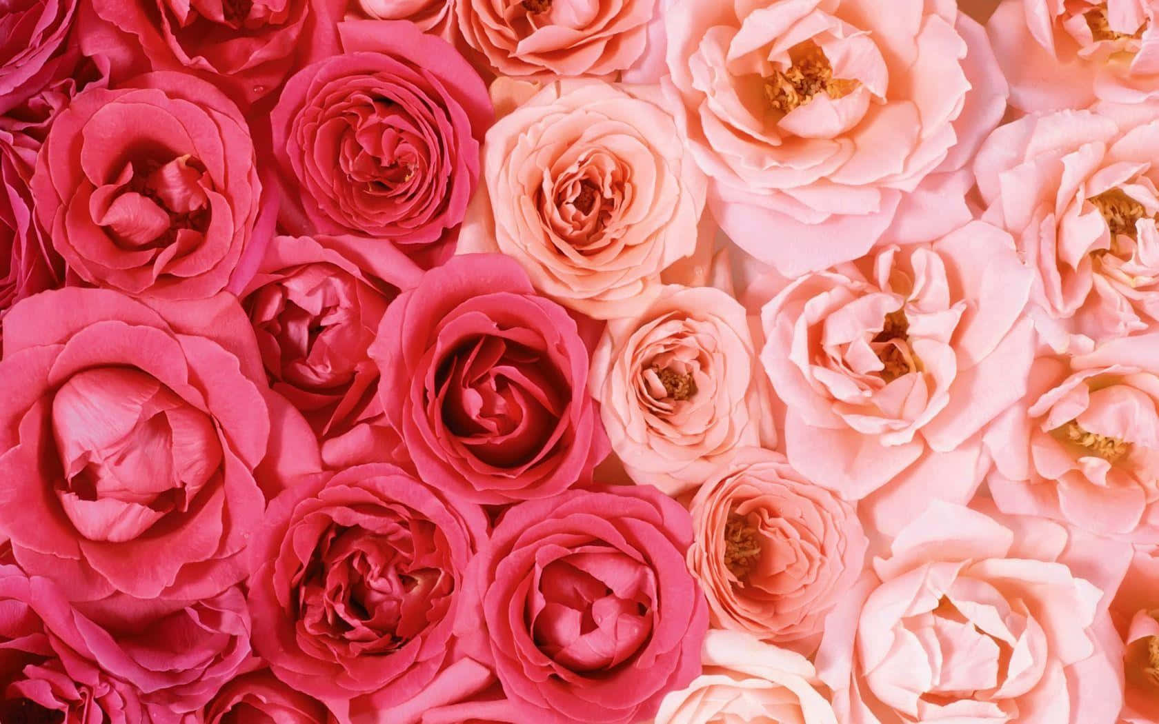 Rose Flower 桌布 壁紙 — 充滿活力的粉紅色和珊瑚色玫瑰的茂密特寫，帶有精緻的層層花瓣和金色雄蕊。