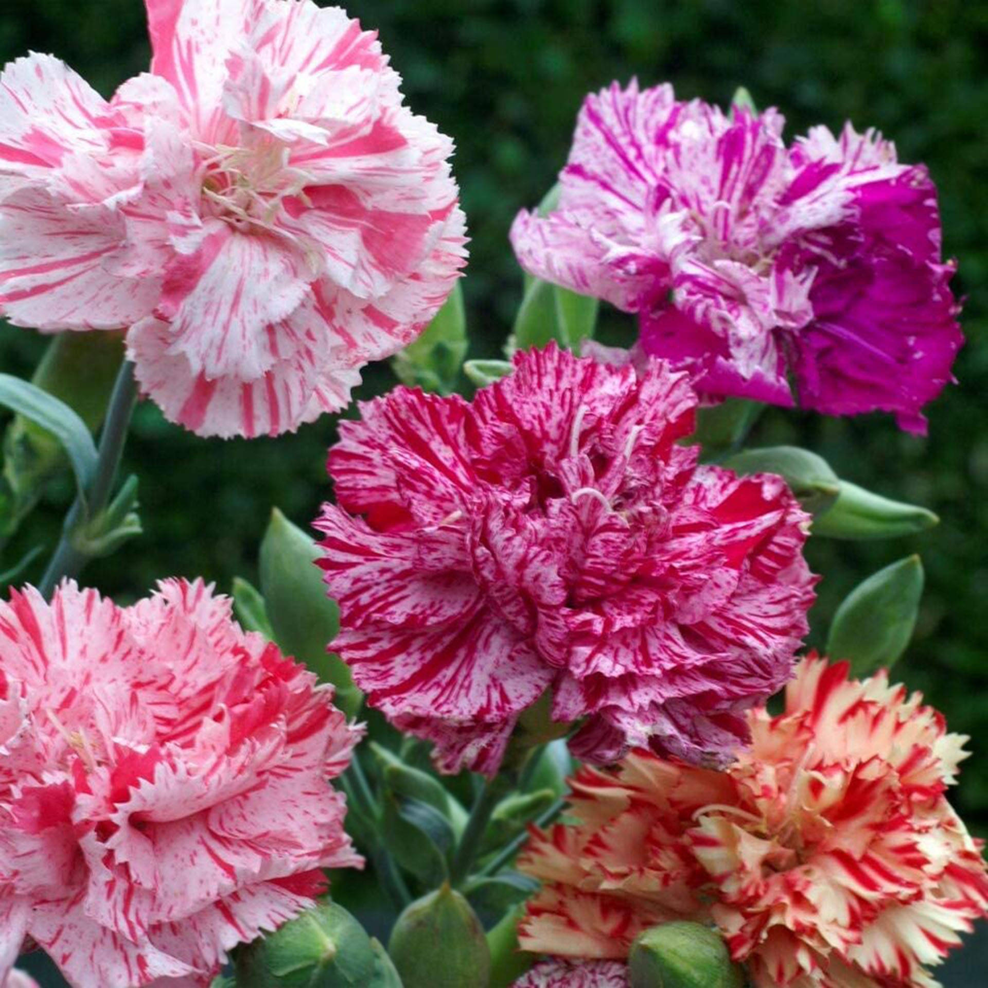 康乃馨 桌布 壁紙 — 充滿活力的粉紅色和白色康乃馨，帶有褶邊花瓣，在柔和的綠色花園背景下綻放。