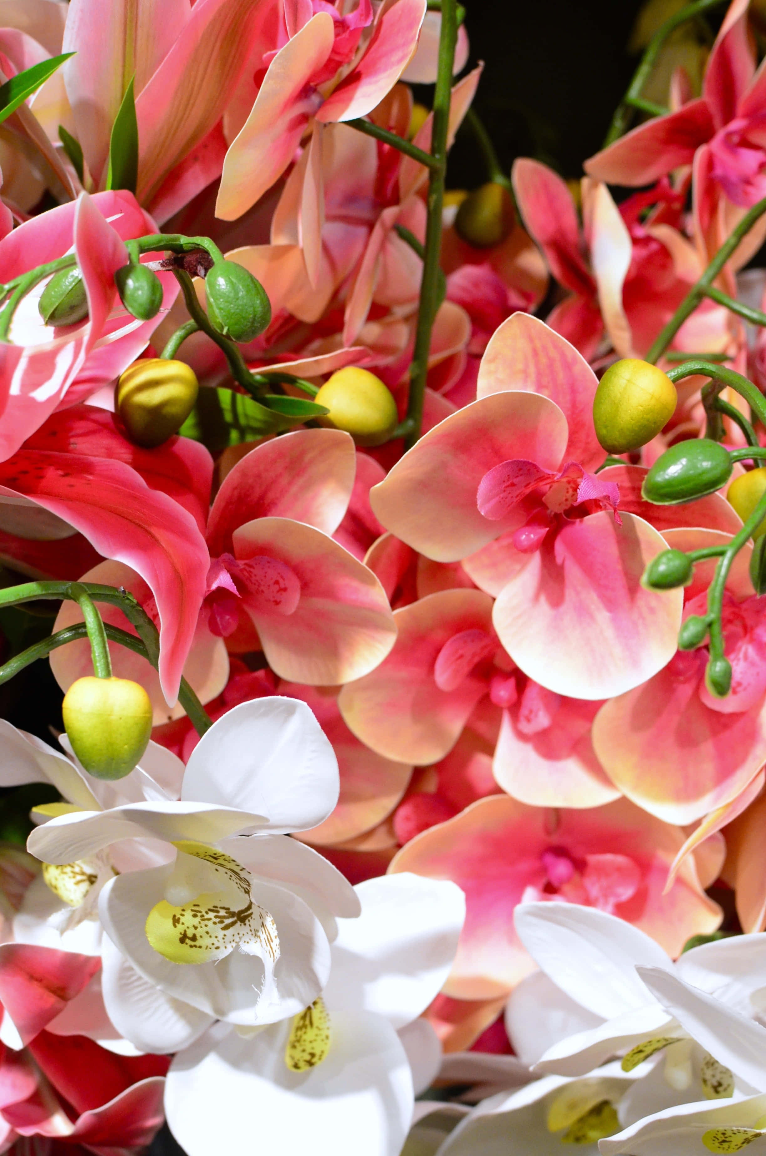 Orchid Flower 桌布 壁紙 — 充滿活力的粉紅色和白色蘭花，帶有綠色花蕾，在茂盛、陽光明媚的花藝中盛開。