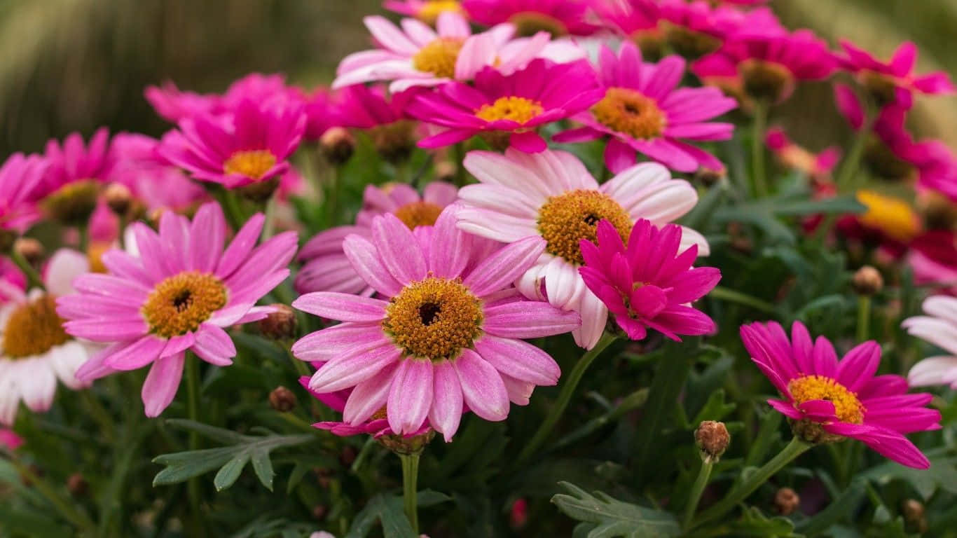 Daisy Laptop 桌布 壁紙 — 充滿活力的粉紅色和白色雛菊，帶有金色花心，在茂密的綠色花壇中密集綻放。