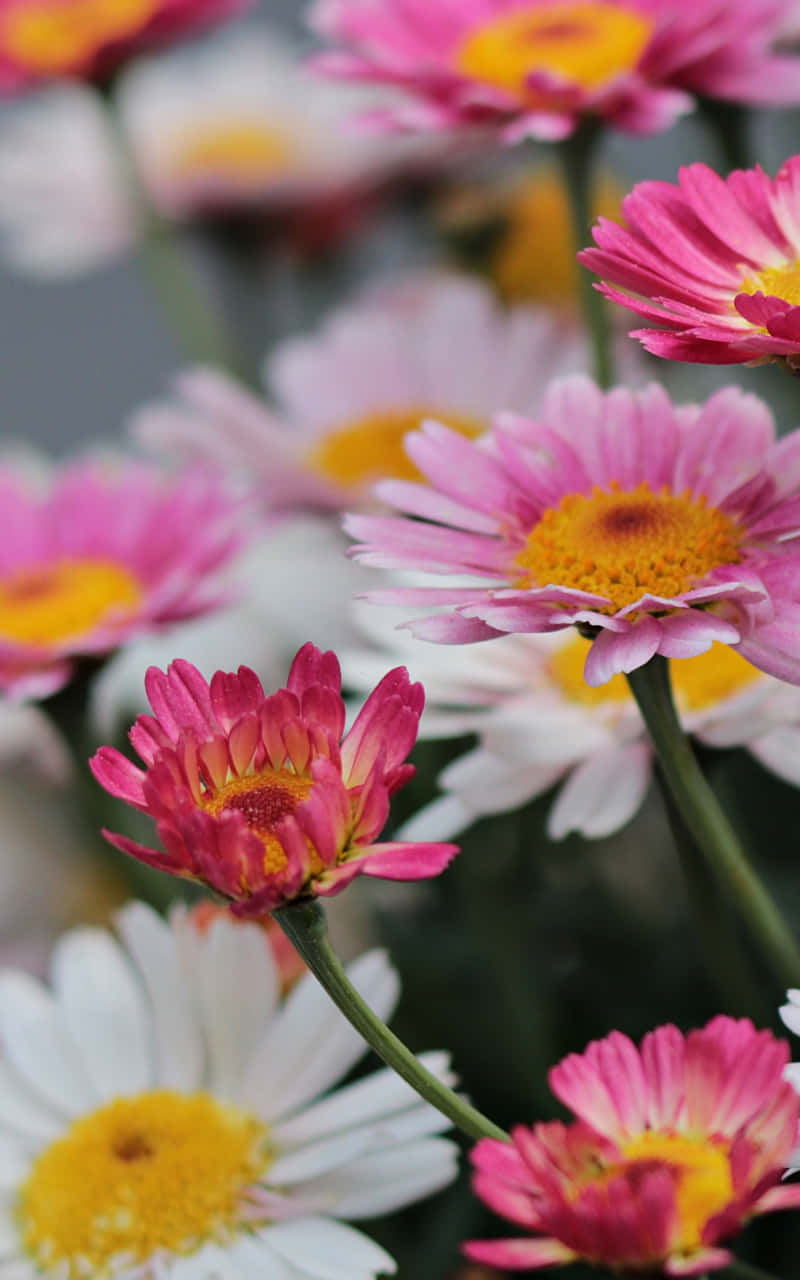 Android Daisies 桌布 壁紙 — 充滿活力的粉紅色和白色雛菊，帶有金色花心，在柔和的焦點中綻放，背景為柔和的灰色。