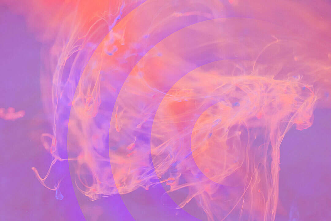 Pastel Pink Aesthetic 桌布 壁紙 — 充滿活力的粉紅色和紫色墨水漩渦在帶有半透明圓形疊加的柔和漸變背景上動態流動。