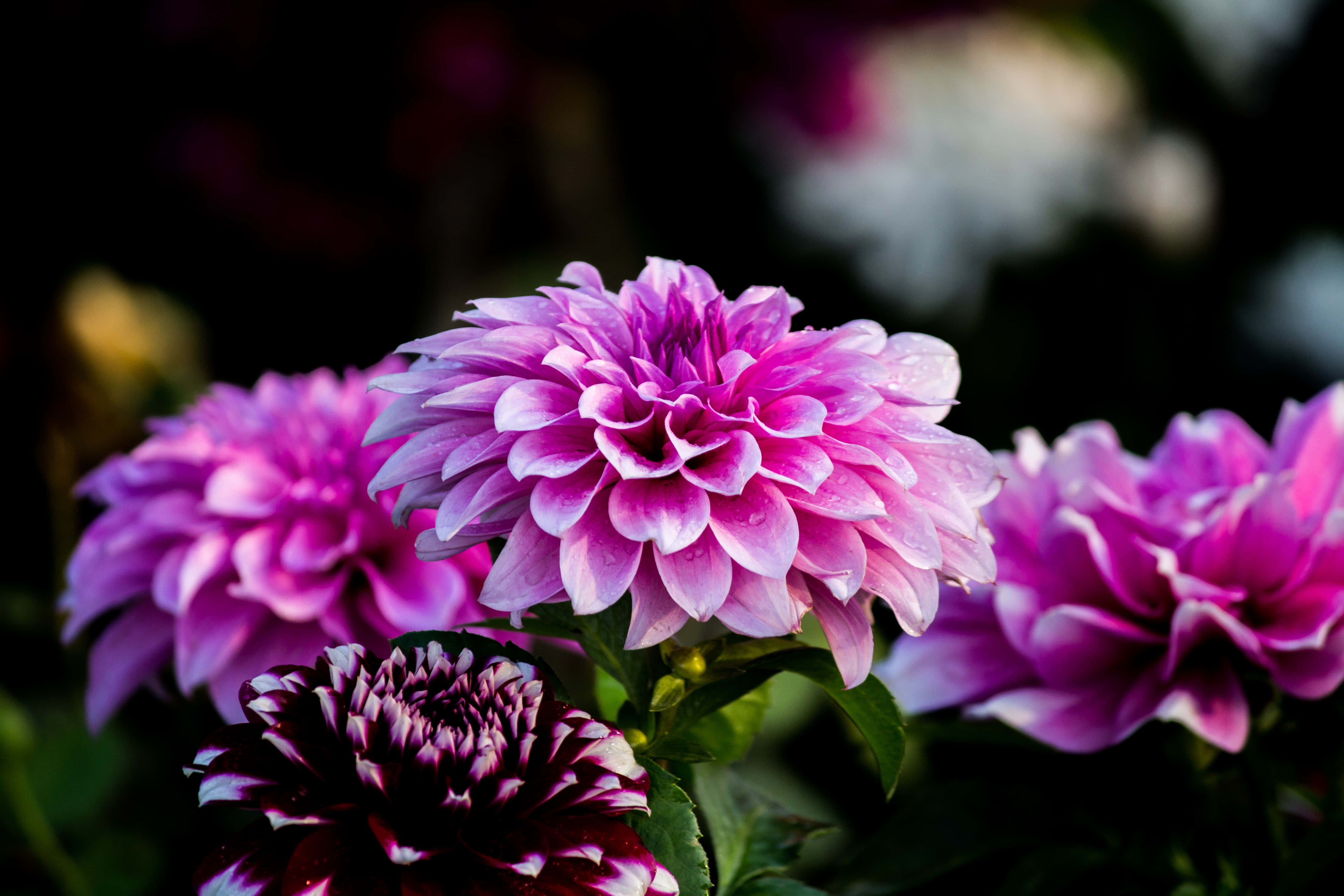 Pretty Flower 桌布 壁紙 — 充滿活力的粉紅色和紫色大麗花，帶有露珠，在黑暗模糊的花園背景下閃閃發光。