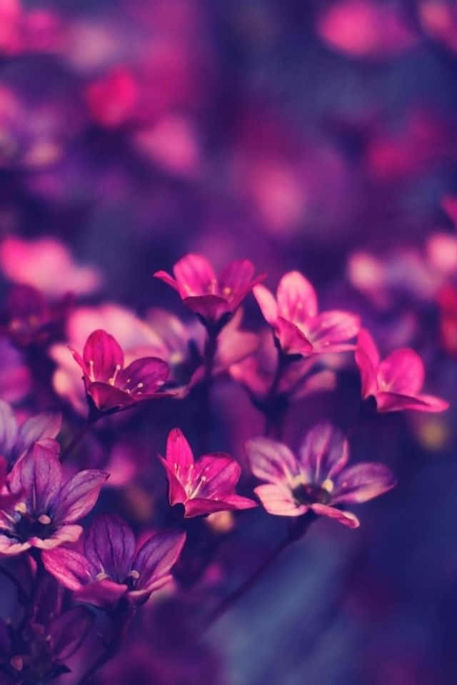 iPhone Flower 桌布 壁紙 — 充滿活力的粉紅色和紫色花朵在夢幻般的淺景深中柔和綻放，色彩飽和度豐富。