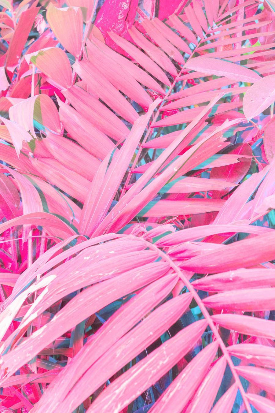 Neon Pink 桌布 壁紙 — 充滿活力的粉紅色棕櫚葉在茂密的熱帶特寫中重疊，帶有霓虹燈亮點和柔和陰影。