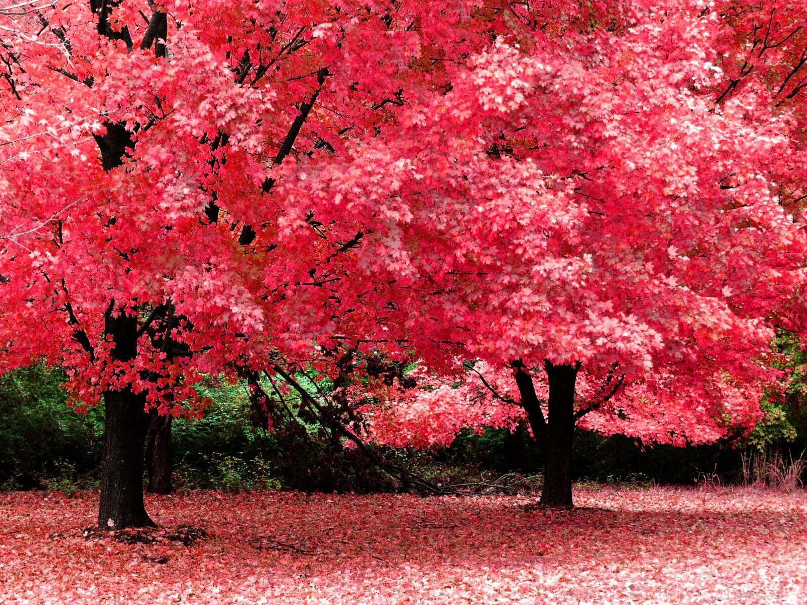風景 桌布 壁紙 — 充滿活力的粉紅色楓樹在秋季盛開，落葉鋪滿地面。