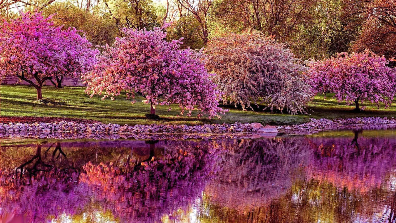 Spring Aesthetic 桌布 壁紙 — 充滿活力的粉紅色櫻花樹倒映在平靜的池塘中，周圍環繞著綠草和秋樹。