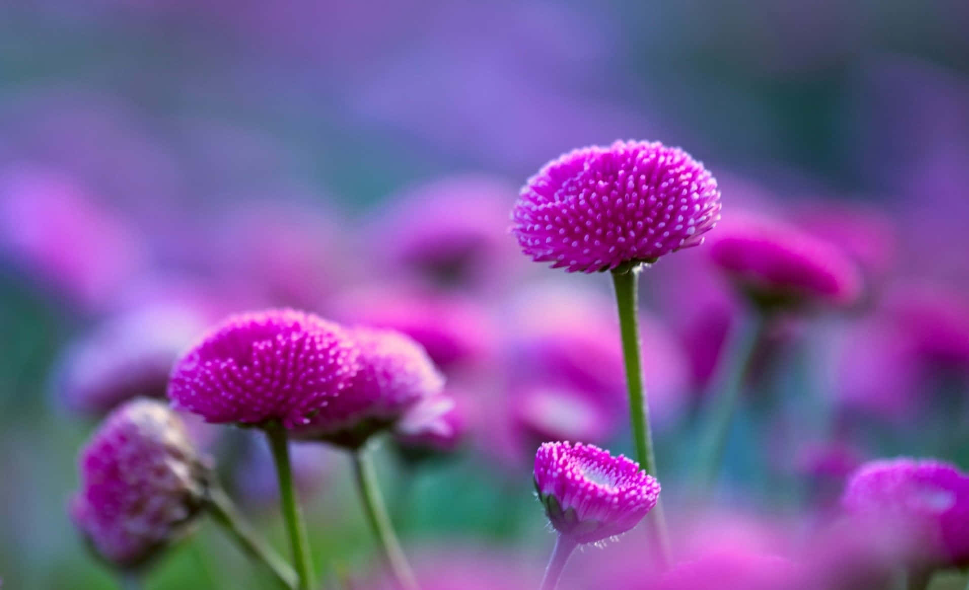 natural 桌布 壁紙 — 充滿活力的粉紅色球莧菜花在夢幻般的紫色和綠色背景下以柔和焦點盛開。