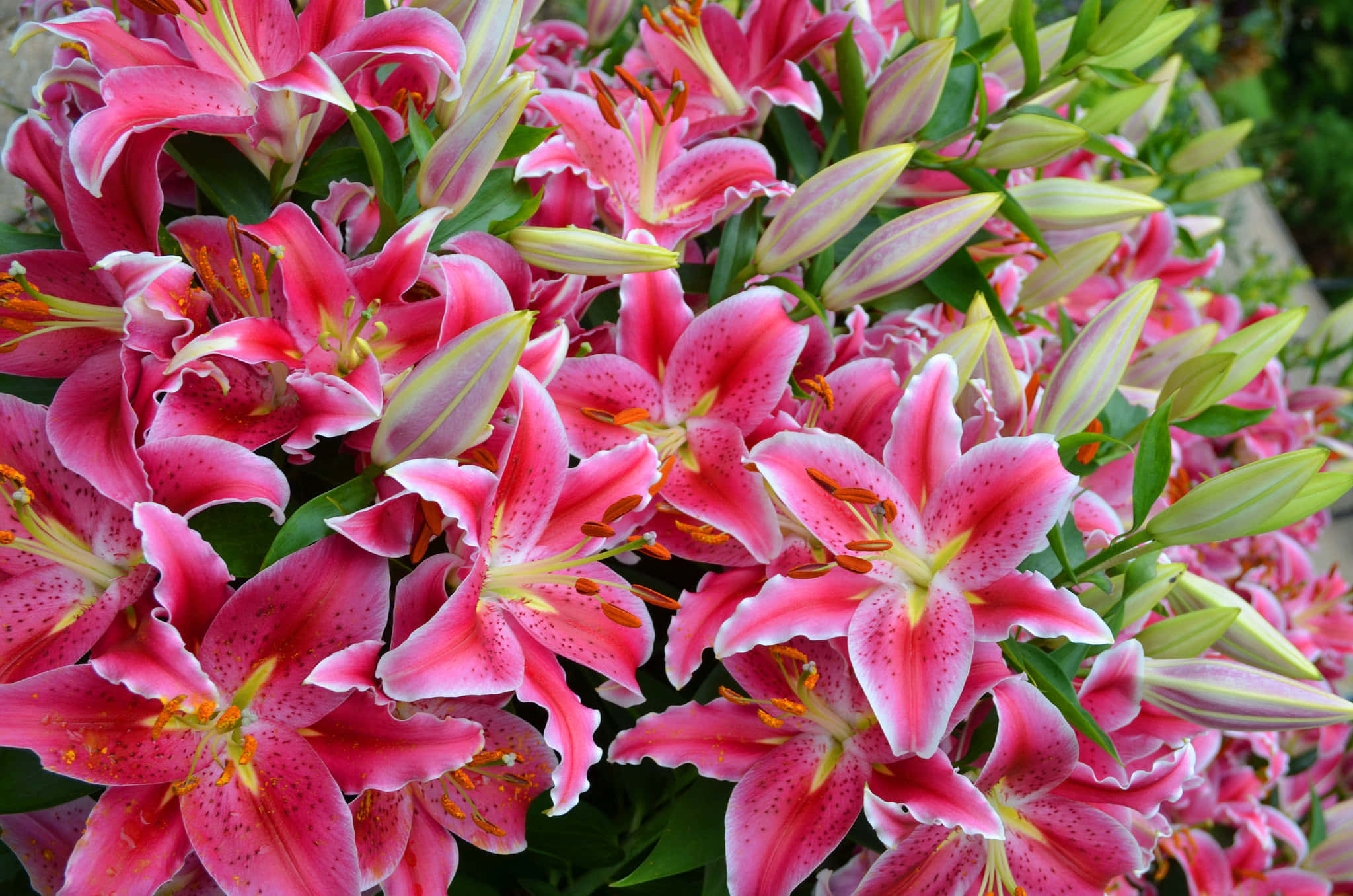 lily 桌布 壁紙 — 充滿活力的粉紅色百合花，帶有斑點花瓣和黃色雄蕊，在茂密的綠葉中密集盛開。