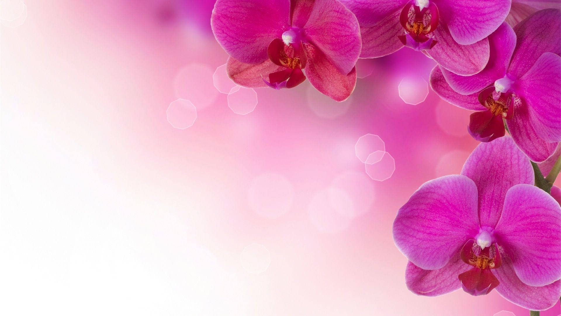 Flower HD 桌布 壁紙 — 充滿活力的粉紅色蘭花在夢幻般的漸變背景上柔和綻放，伴隨著發光的散景燈光。