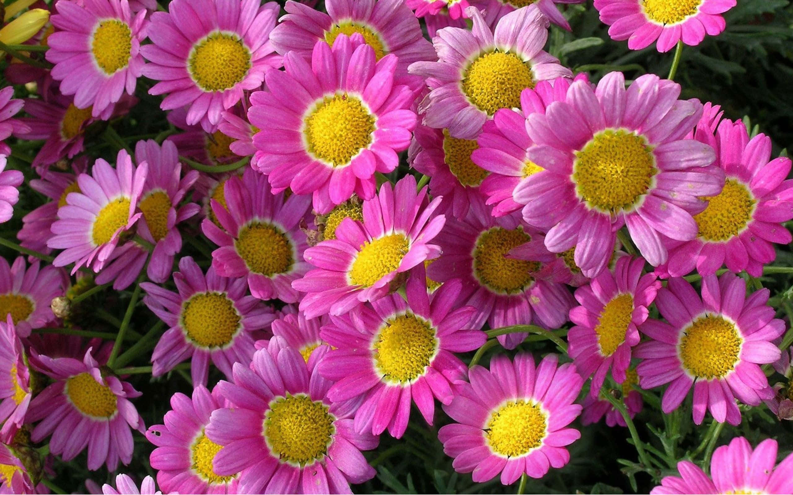 Daisy Laptop 桌布 壁紙 — 充滿活力的粉紅色雛菊，帶有明亮的黃色中心，在茂盛的花園花壇中密集綻放。