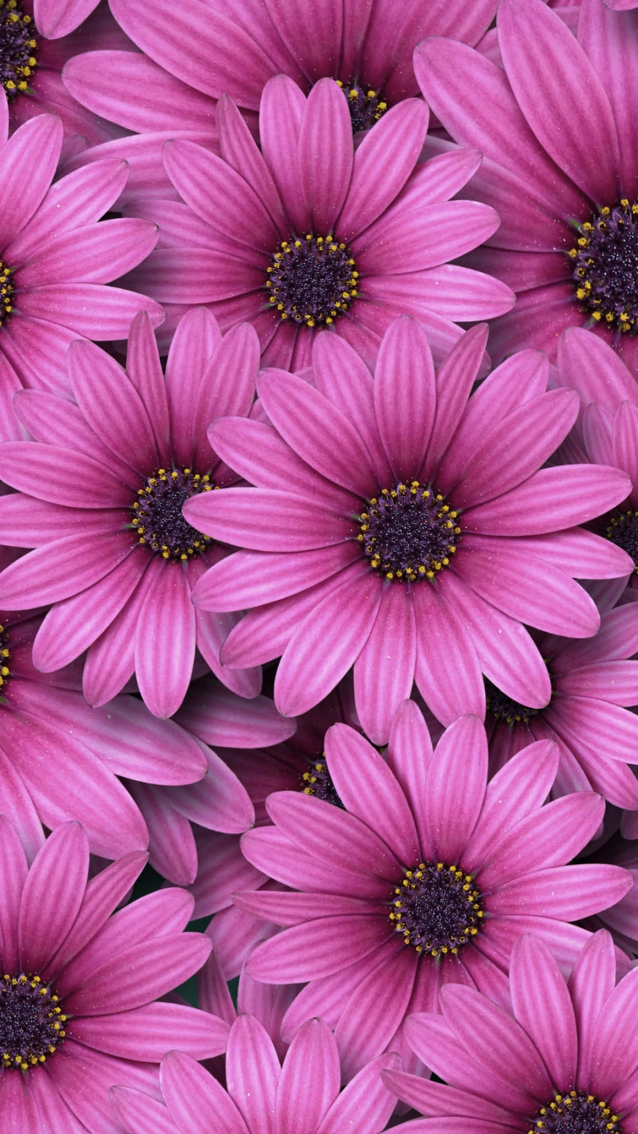 Daisy 桌布 壁紙 — 充滿活力的粉紅色雛菊，帶有深色花心，以茂盛的花卉圖案填滿畫面。