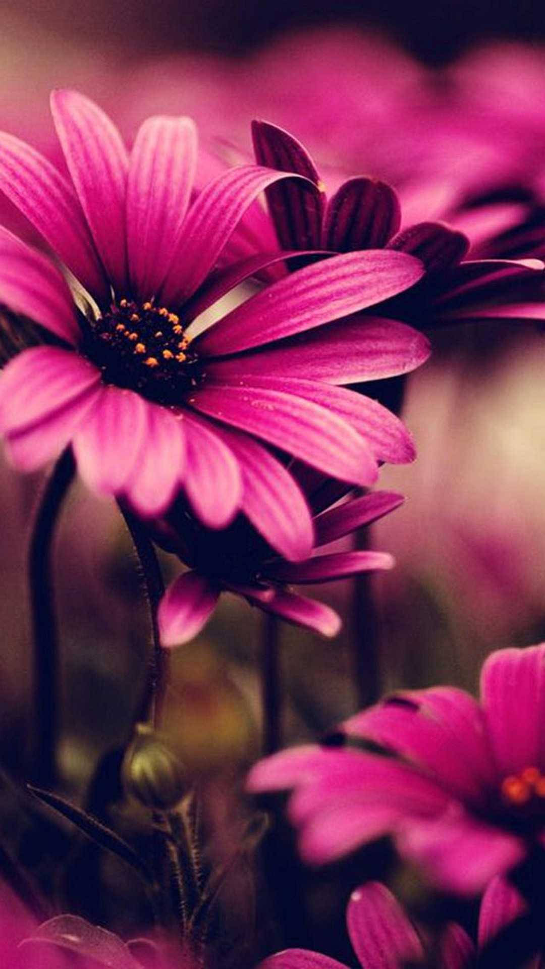 Flowers 桌布 壁紙 — 充滿活力的粉紅色雛菊，帶有深色花心，在模糊的洋紅色背景上柔和地綻放。