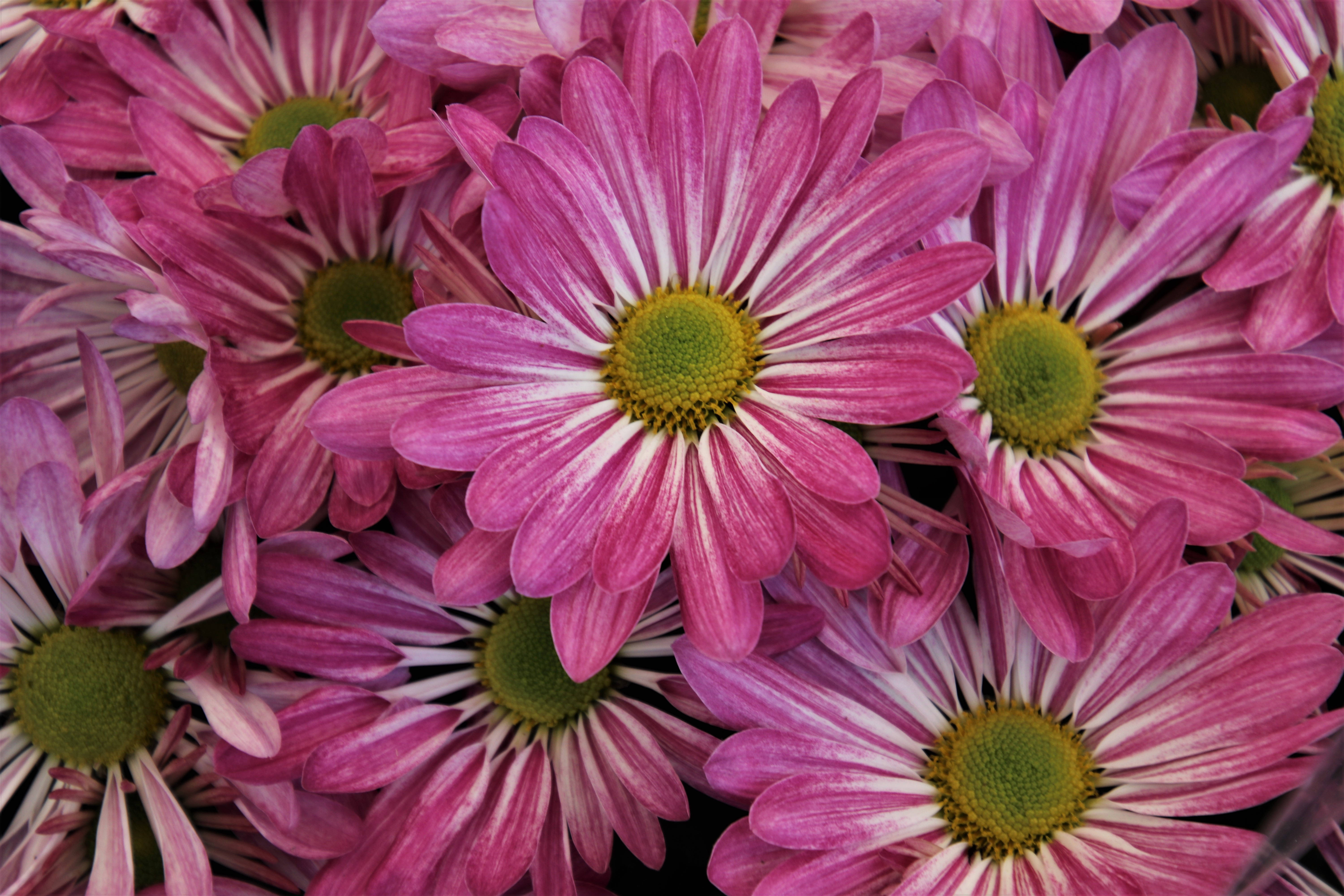 花 桌布 壁紙 — 充滿活力的粉紅色雛菊，帶有白色條紋花瓣和綠色中心，在特寫花卉佈置中密集綻放。