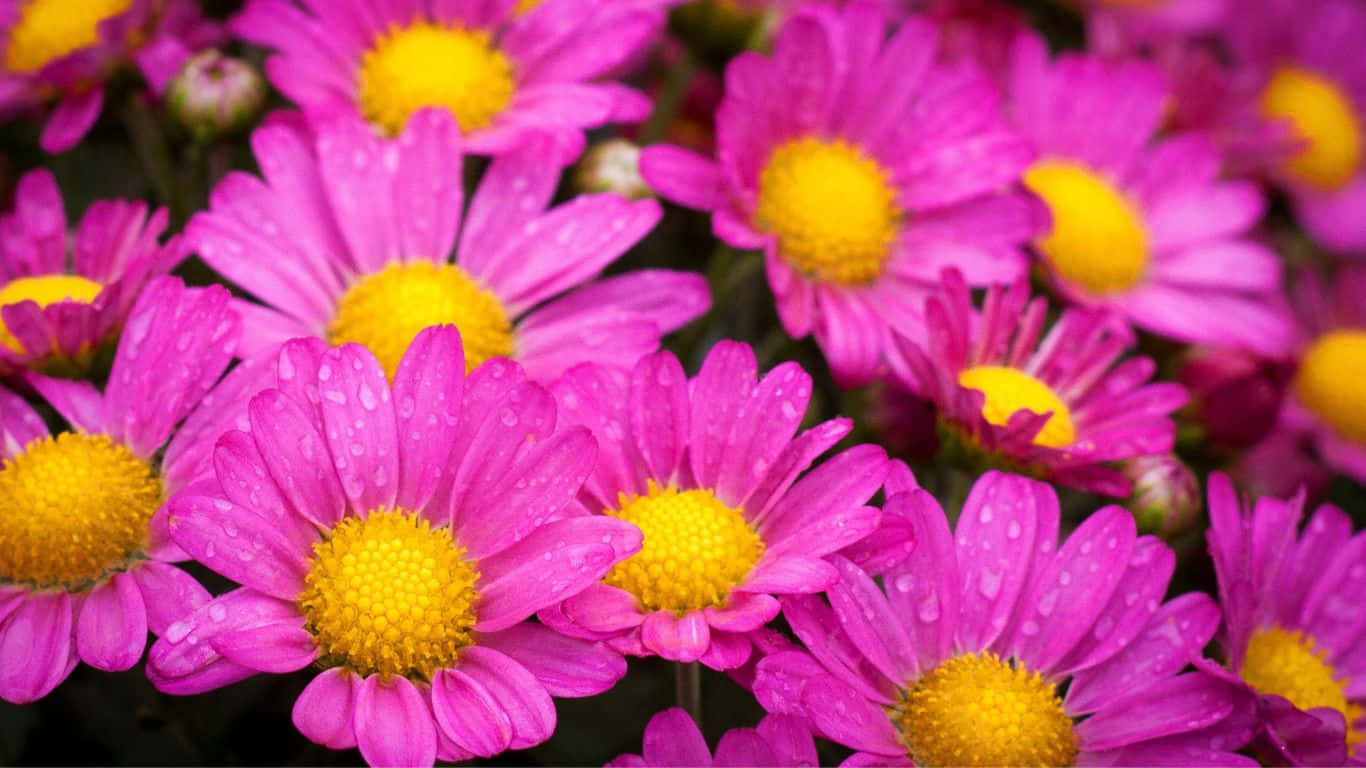 1366x768 Daisies 桌布 壁紙 — 充滿活力的粉紅色雛菊，黃色中心在茂盛花園的特寫中閃爍著露珠。